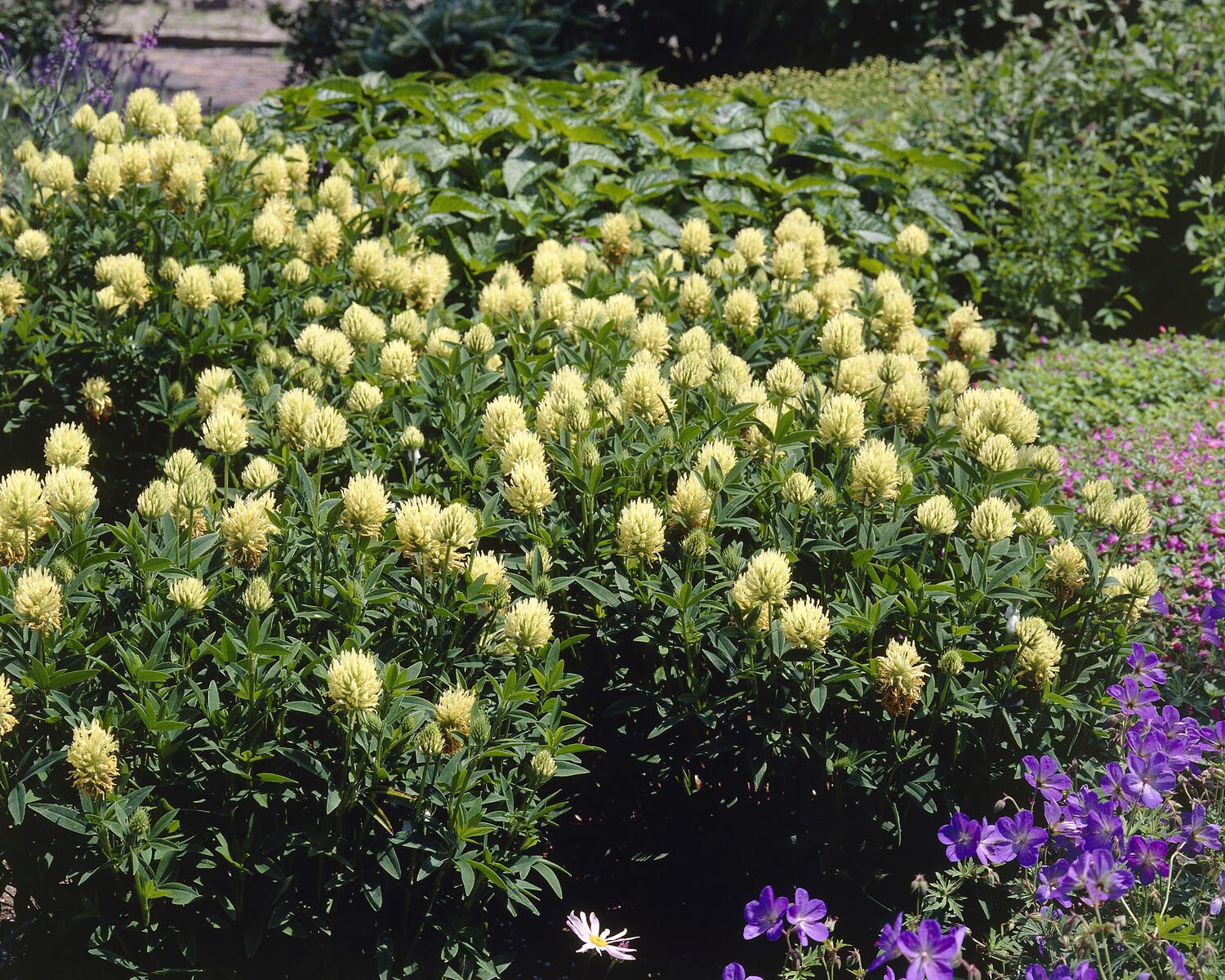 Trifolium ochroleucon - Image 7