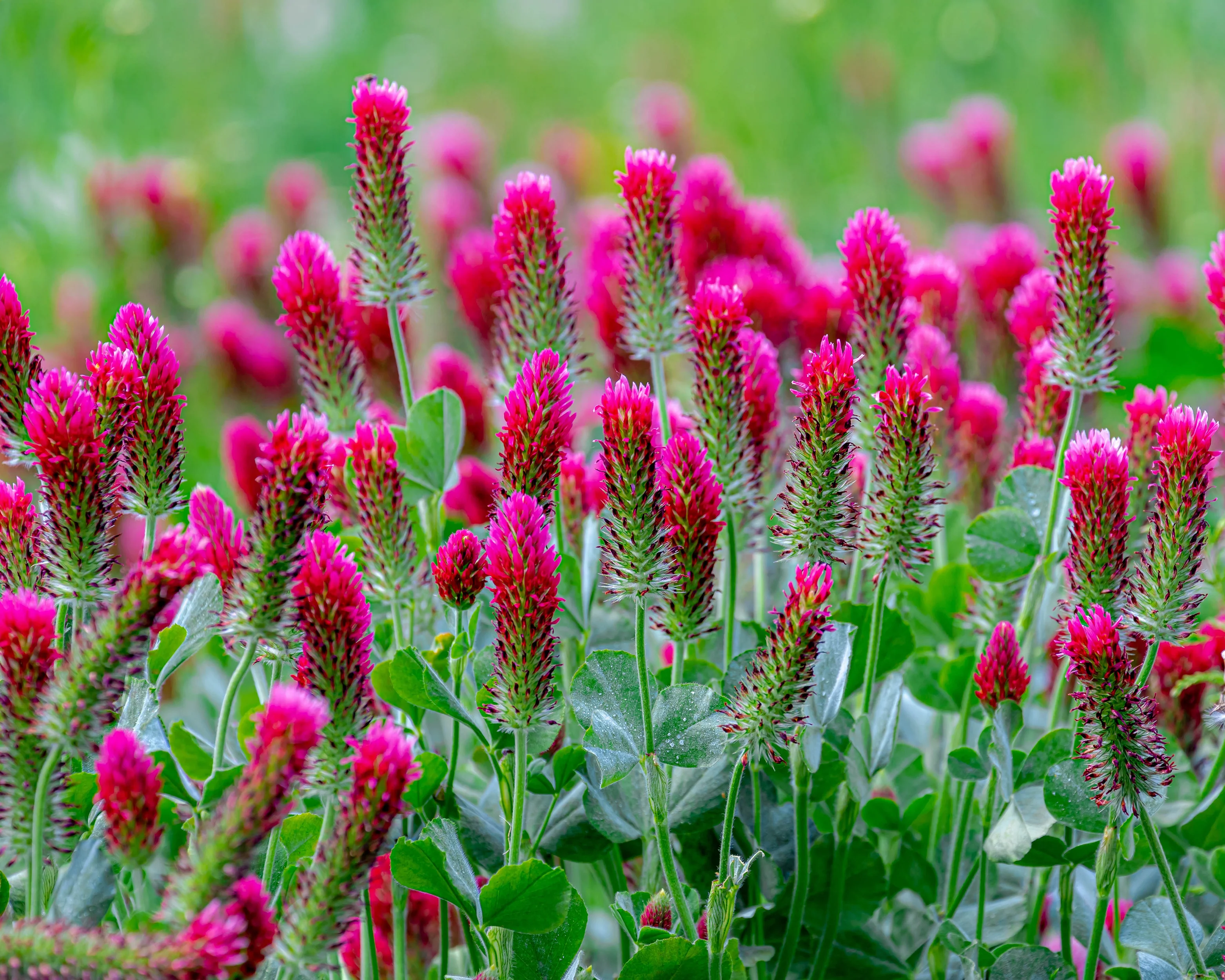 Trifolium rubens - Image 5