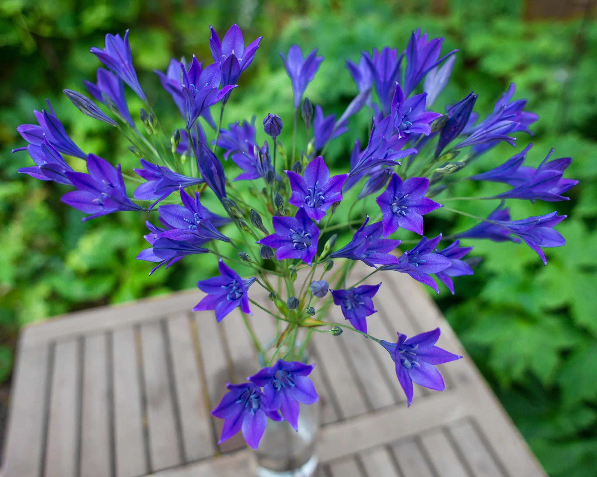 Triteleia laxa 'Corrina' - Image 3