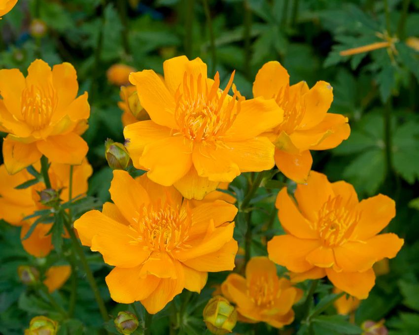 Trollius 'Orange Globe' - Image 4