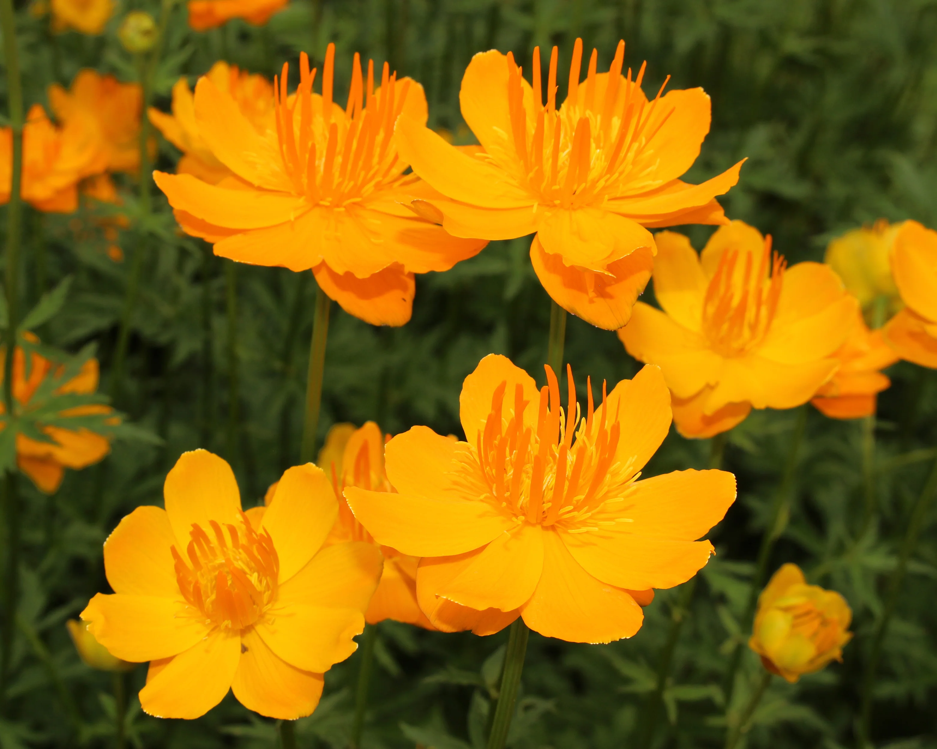 Trollius 'Orange Globe' - Image 5