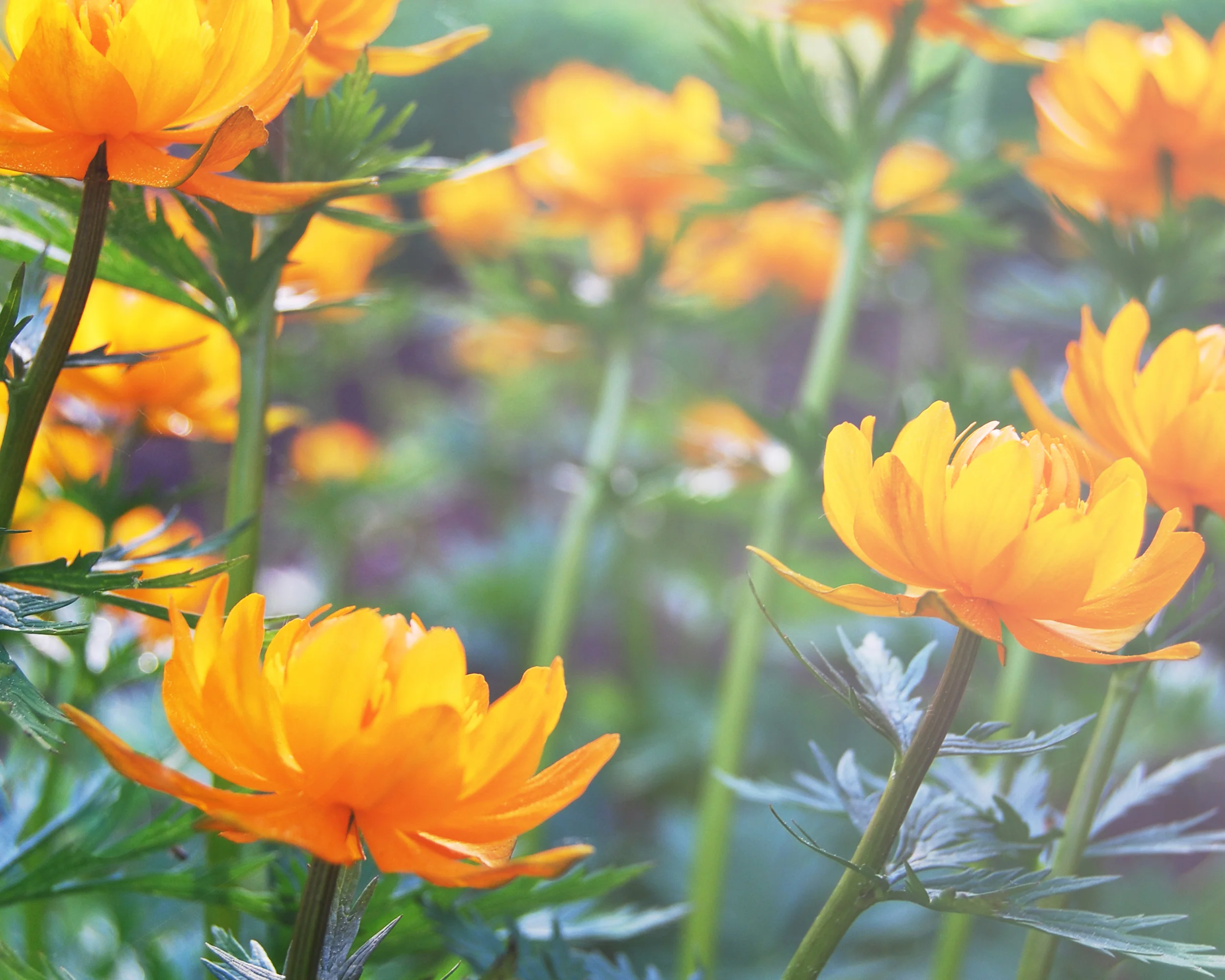 Trollius 'Orange Globe' - Image 6
