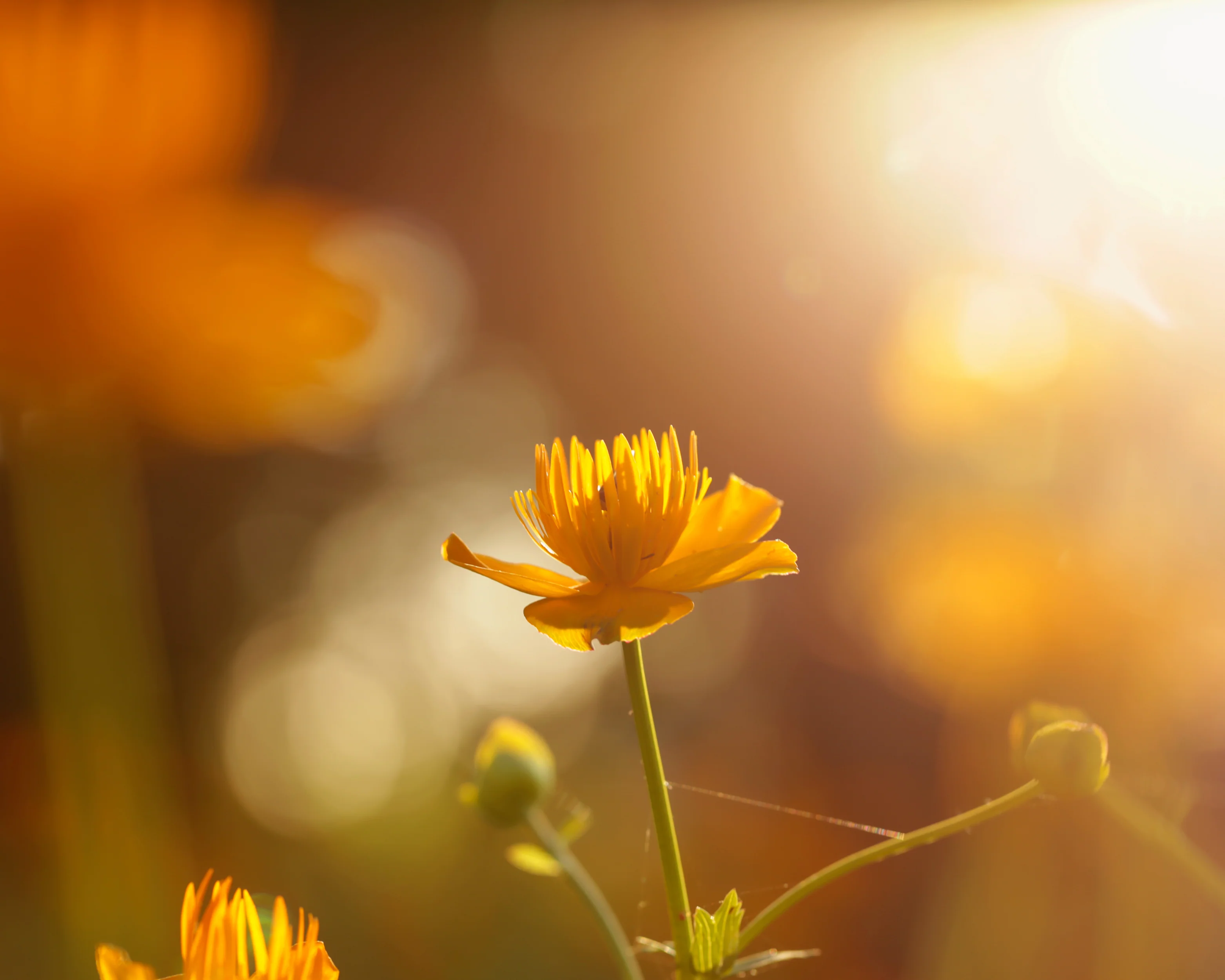 Trollius 'Orange Globe' - Image 7