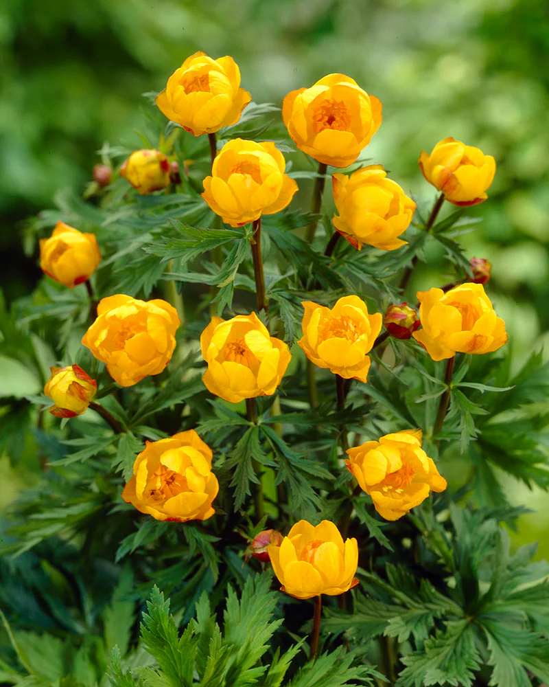 Trollius 'Superbus' - Image 5