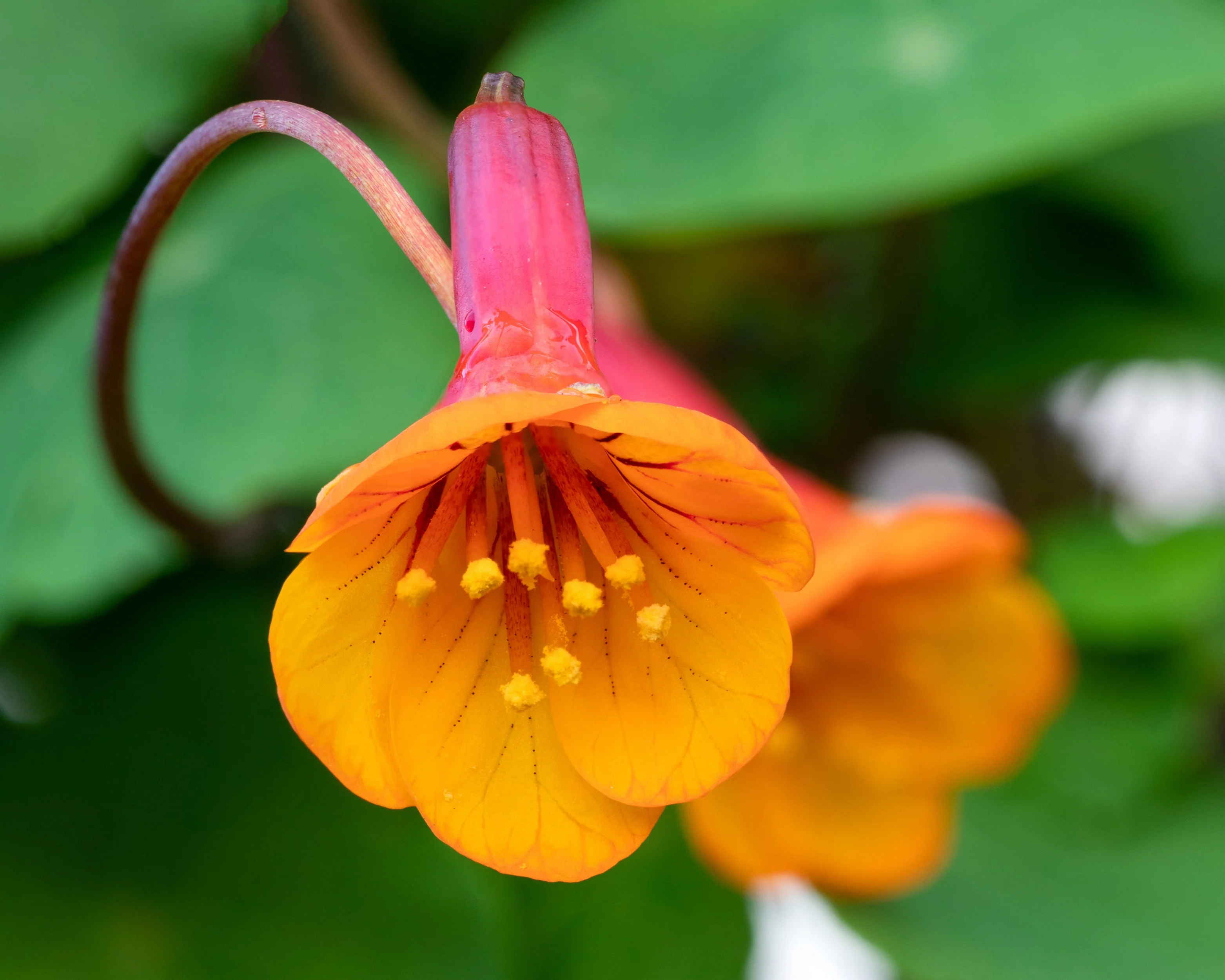 Tropaeolum tuberosum - Image 2