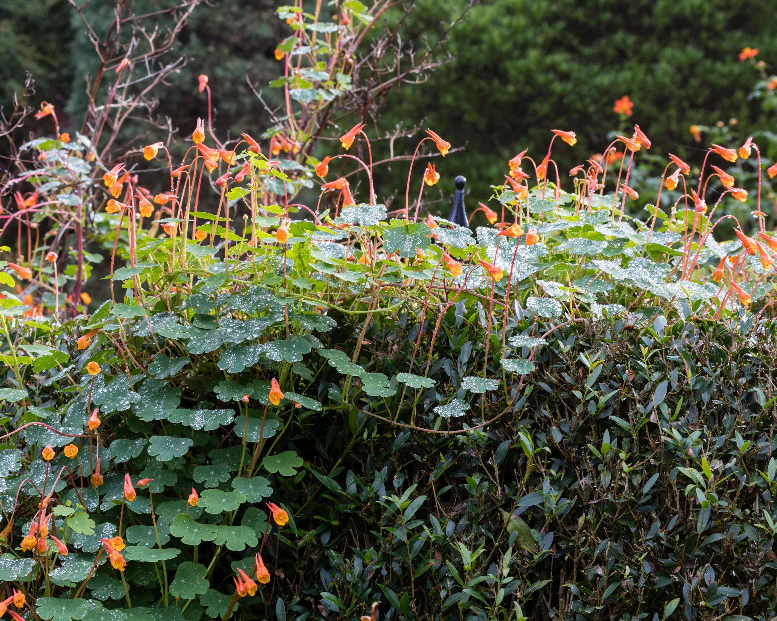 Tropaeolum tuberosum - Image 3