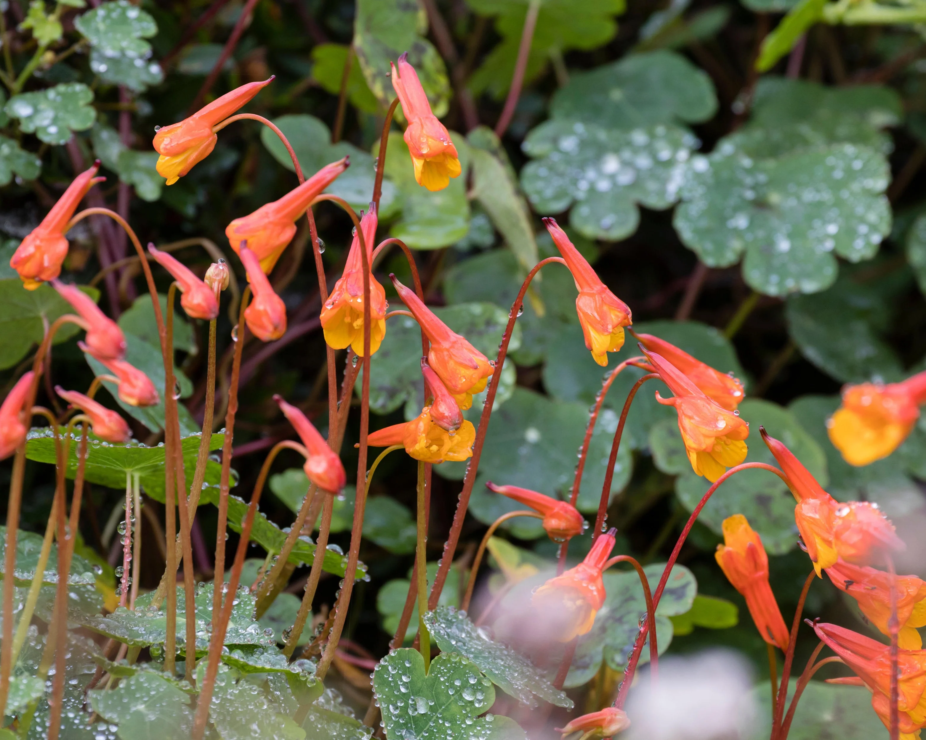 Tropaeolum tuberosum - Image 5