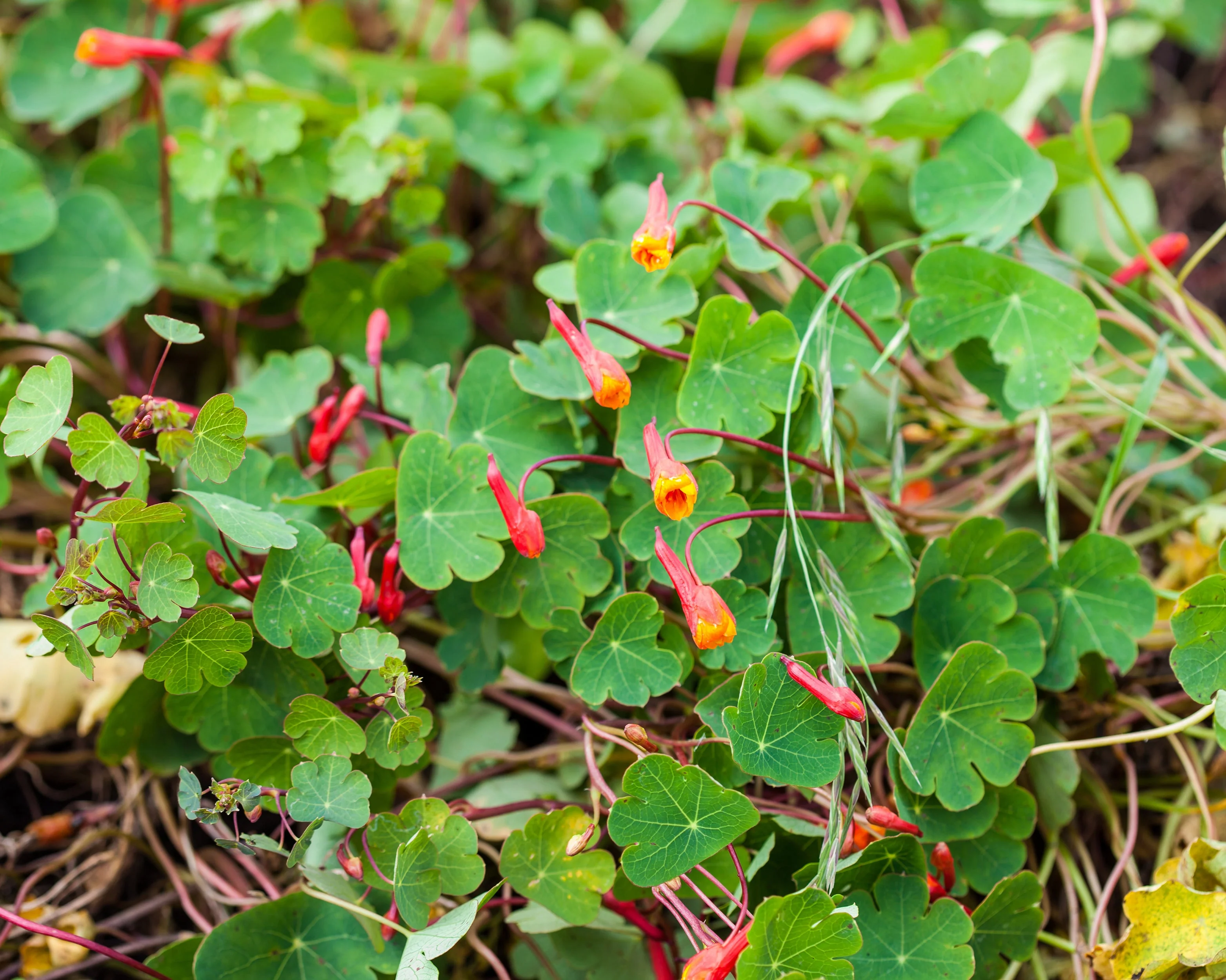 Tropaeolum tuberosum - Image 6