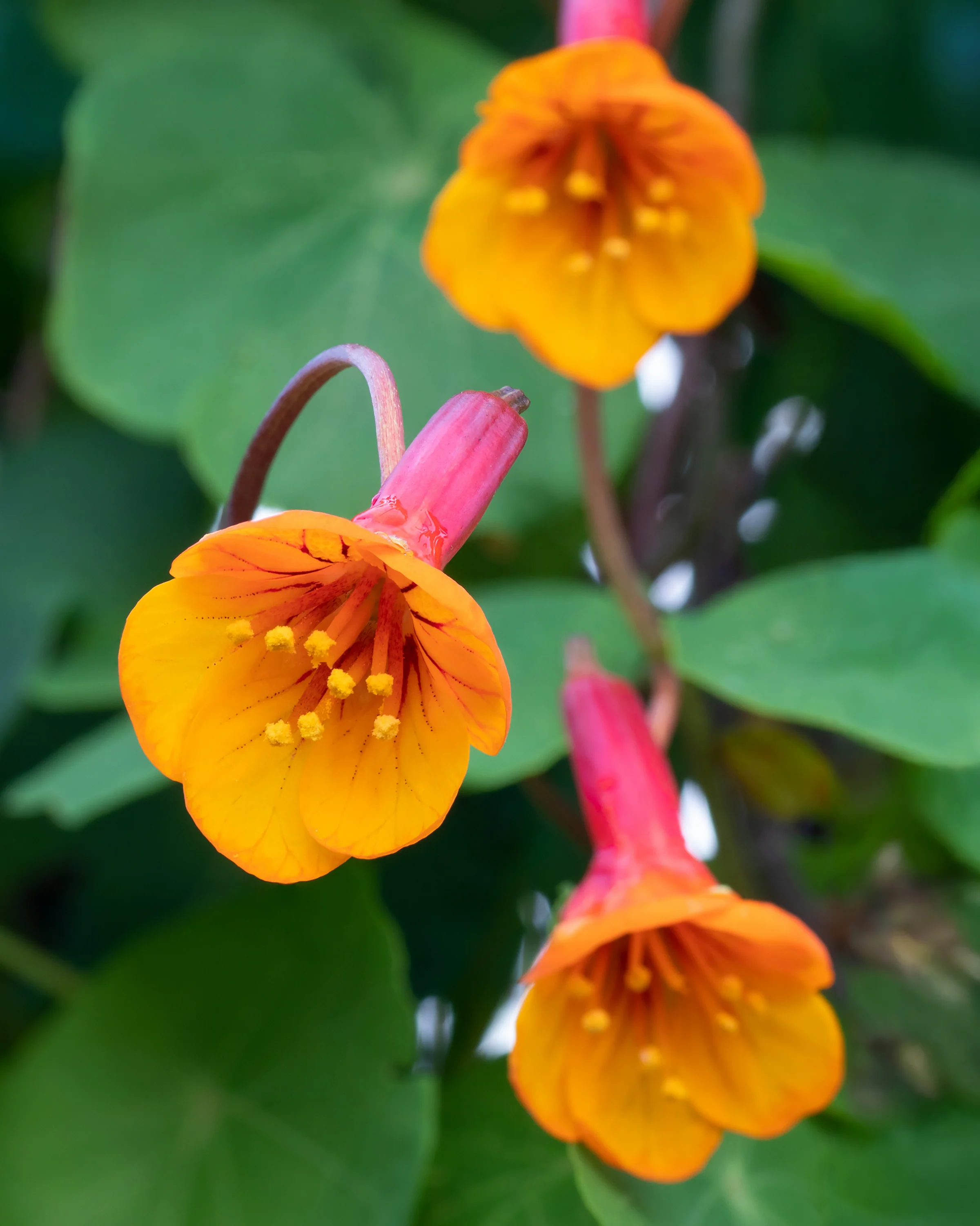 Tropaeolum tuberosum - Image 7