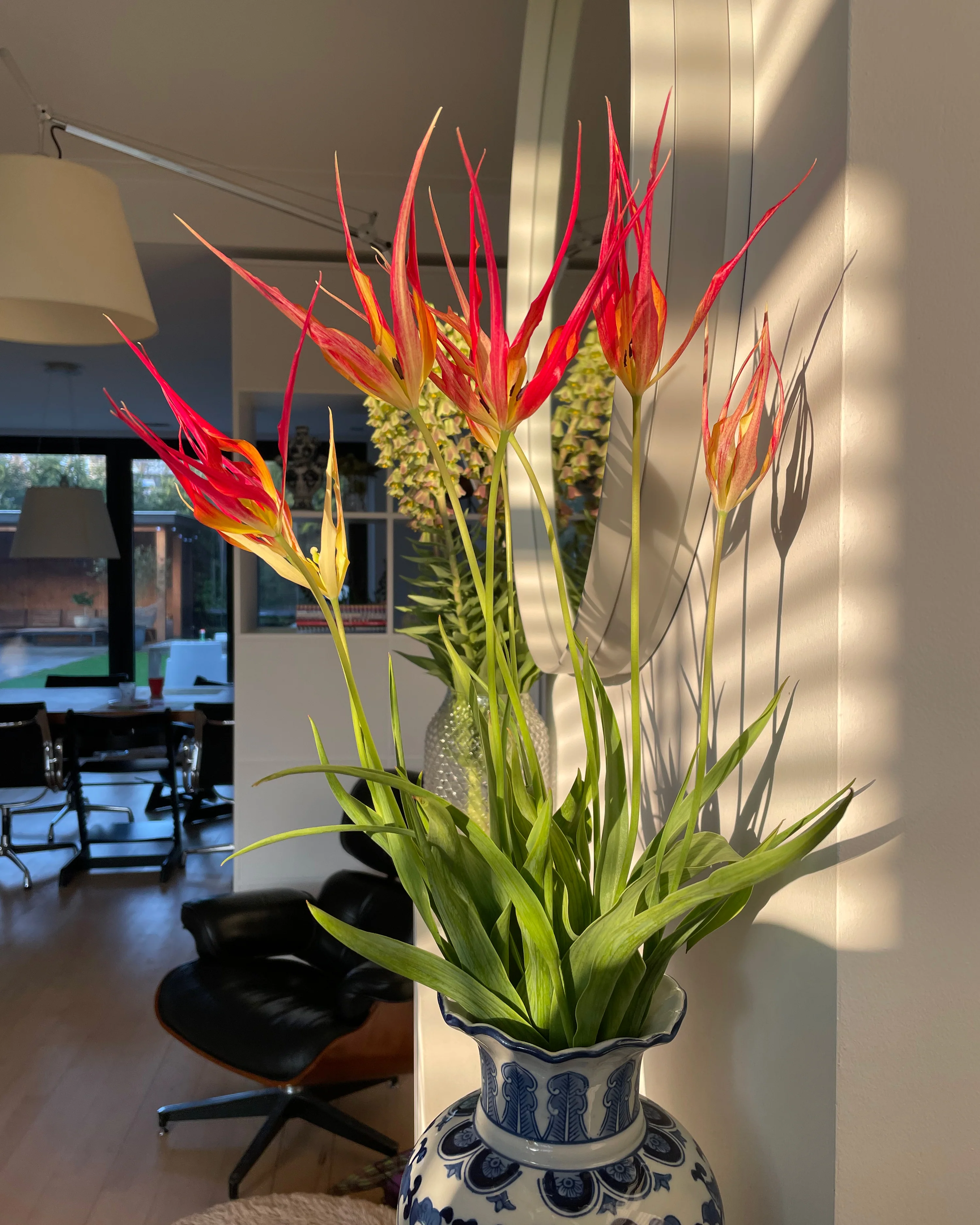 Tulip acuminata - Image 3