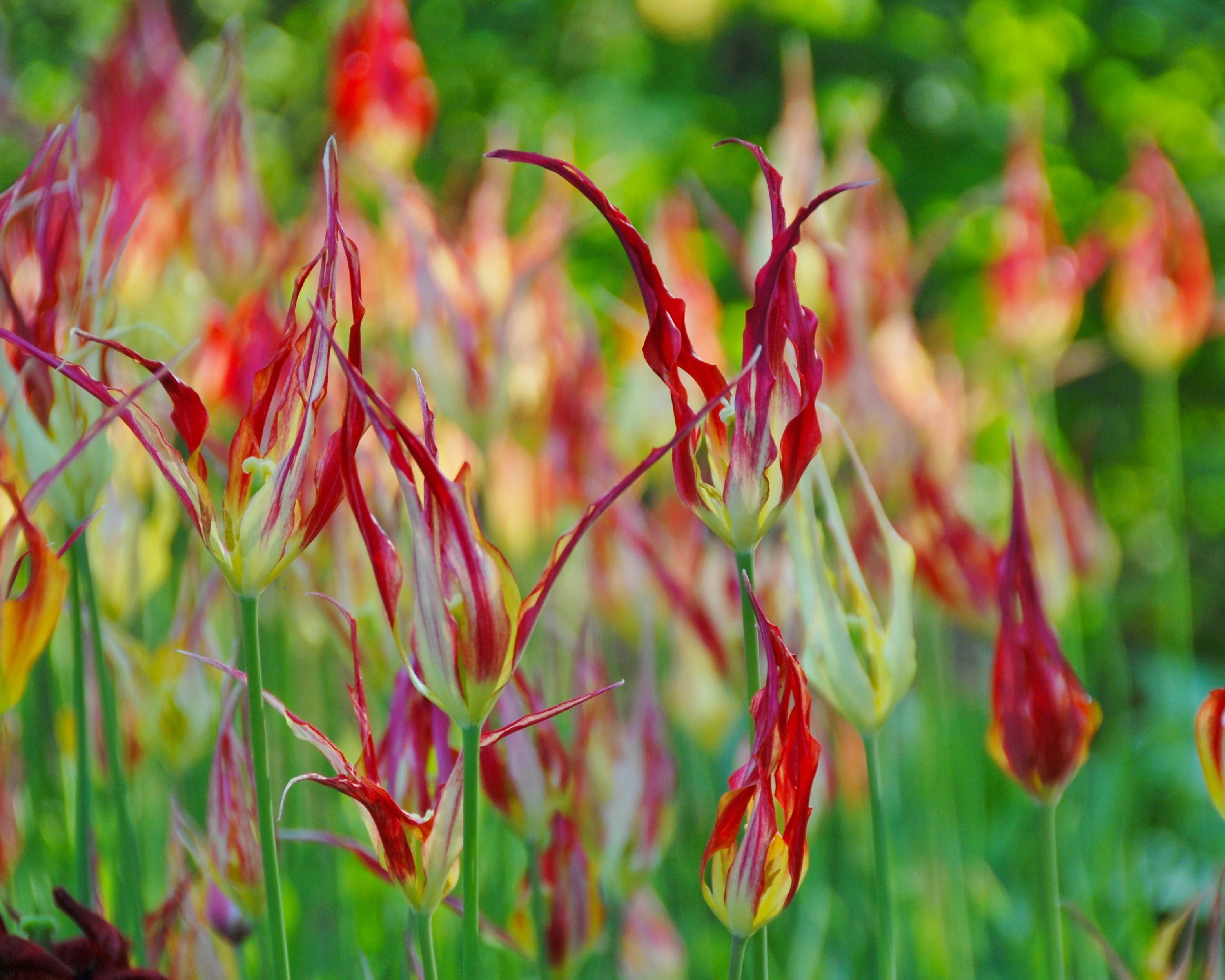 Tulip acuminata - Image 4