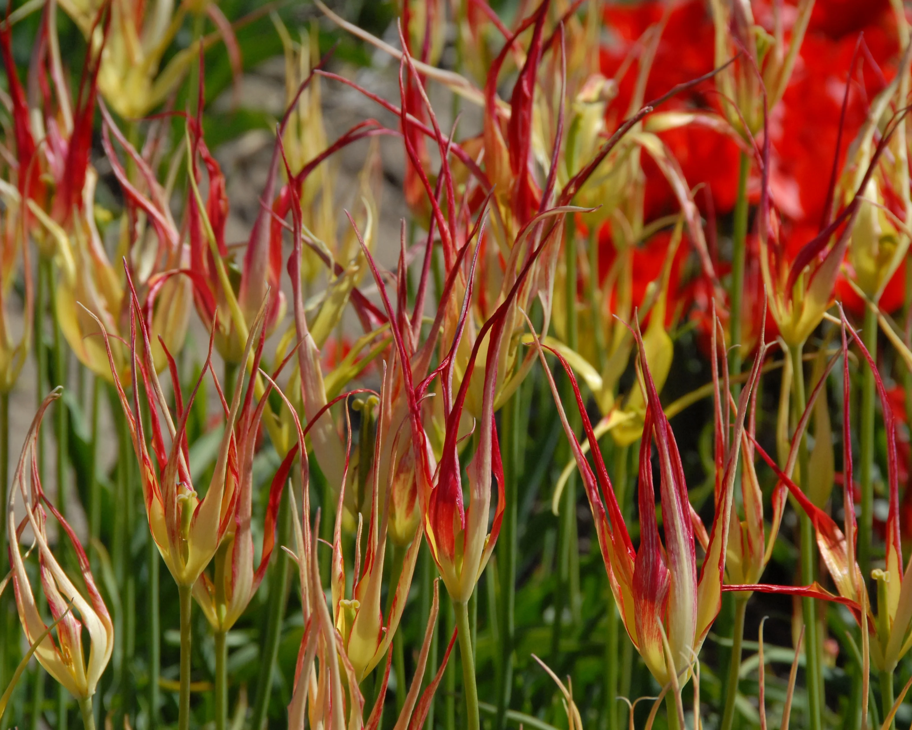 Tulip acuminata - Image 6