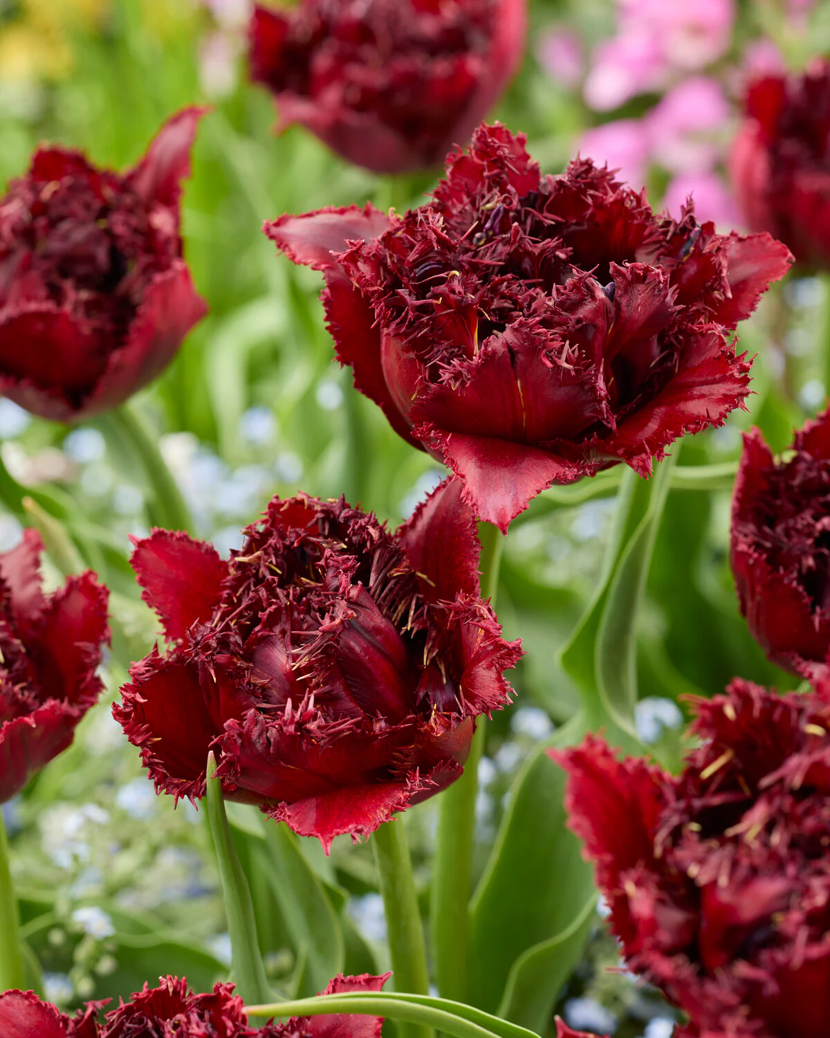 Tulip 'Ajaccio' - Image 2