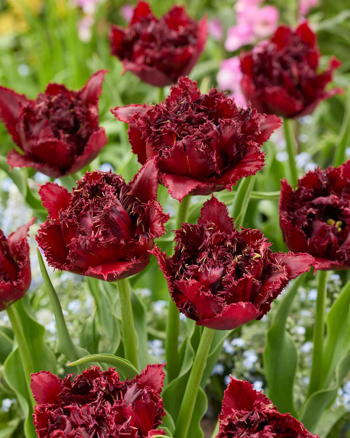 Tulip 'Ajaccio' - Image 4