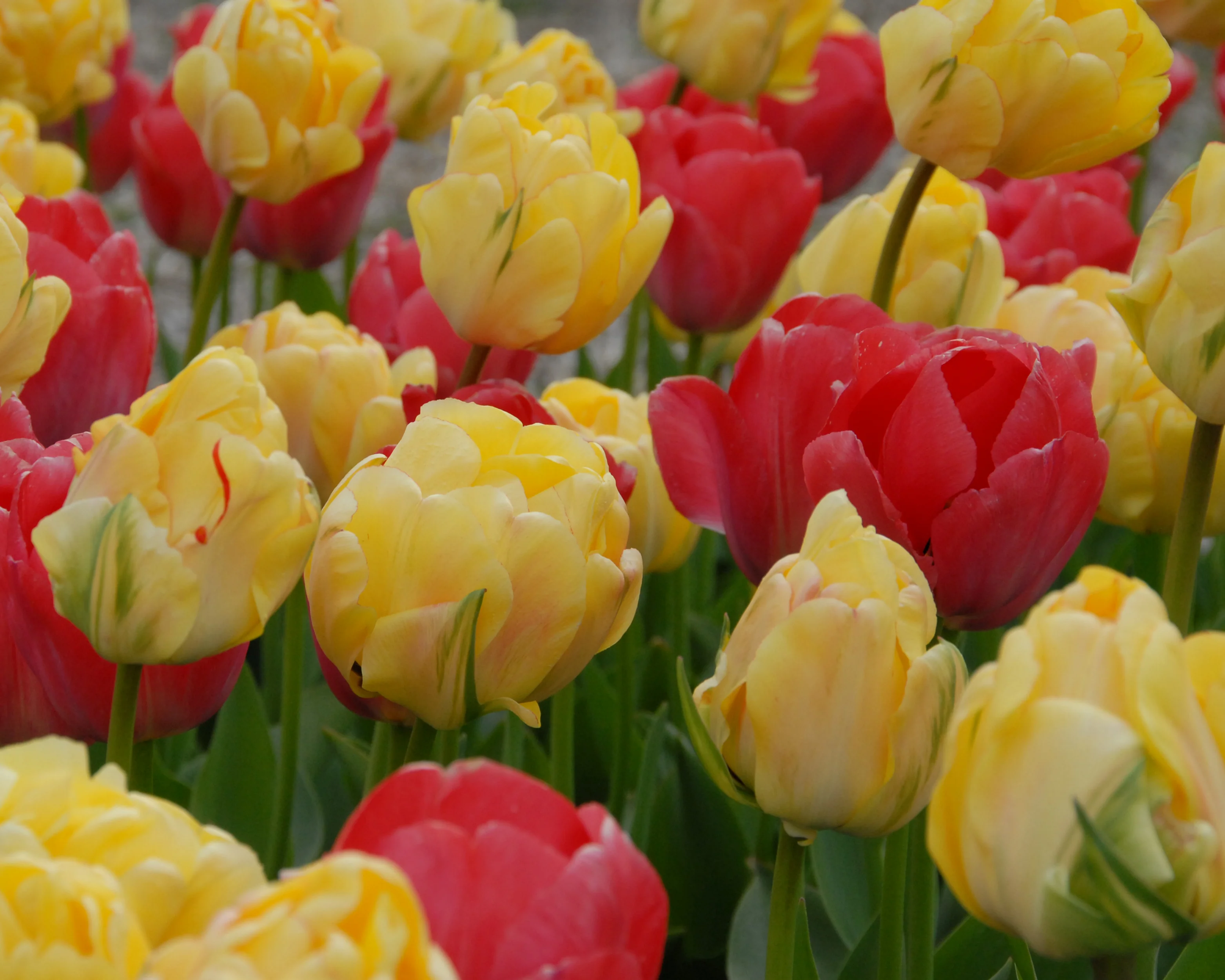 Tulip 'Akebono' - Image 10