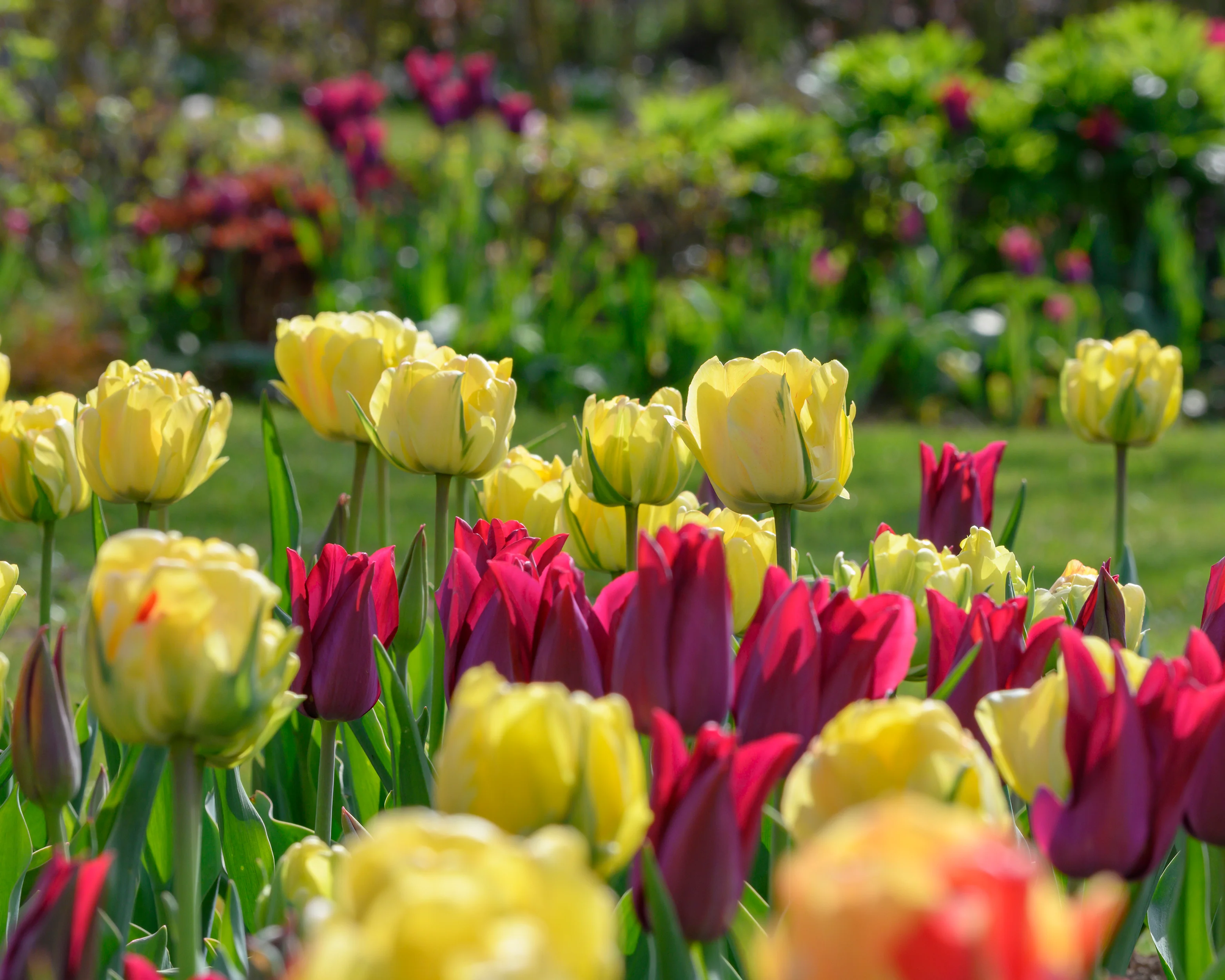 Tulip 'Akebono' - Image 12