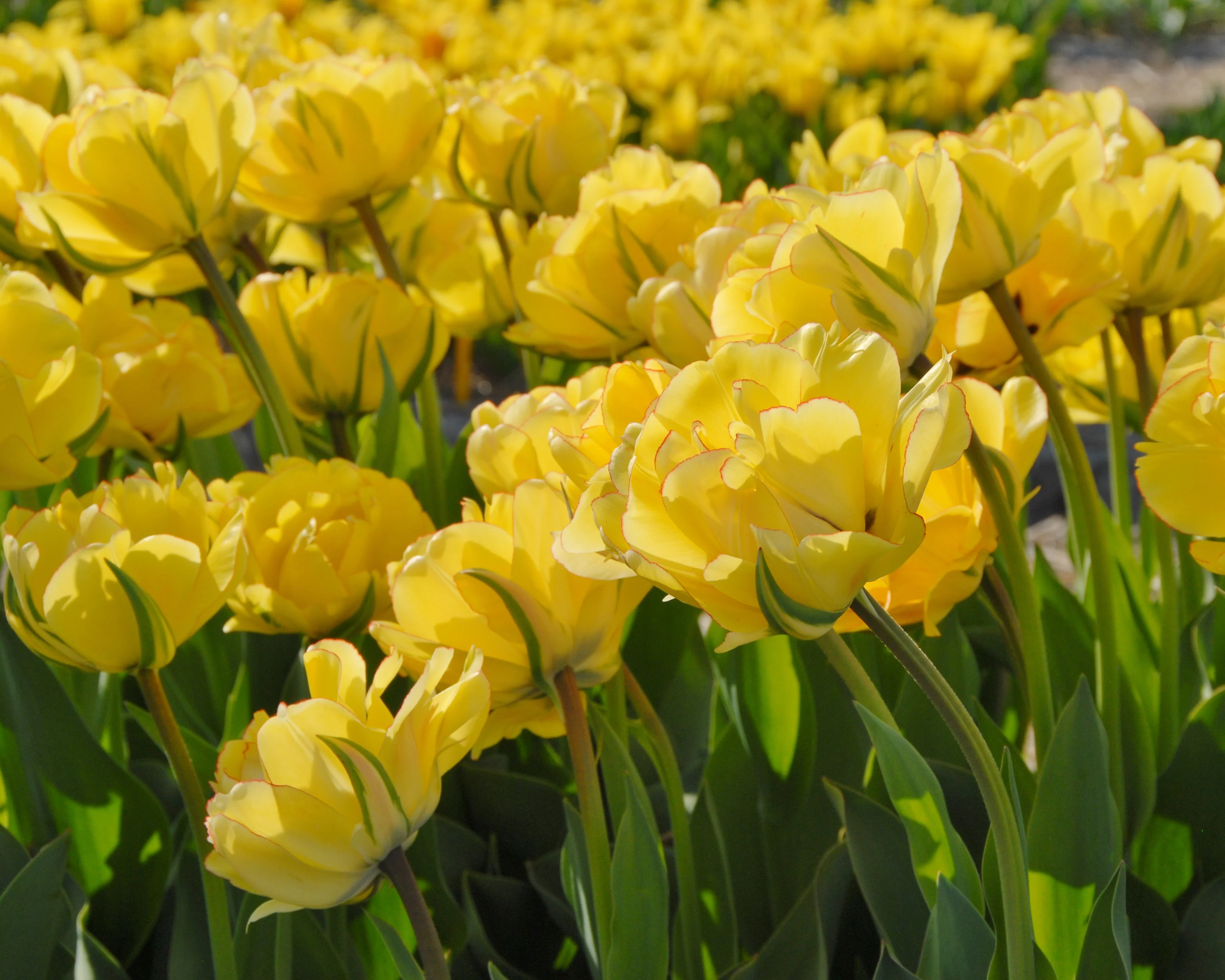 Tulip 'Akebono' - Image 14