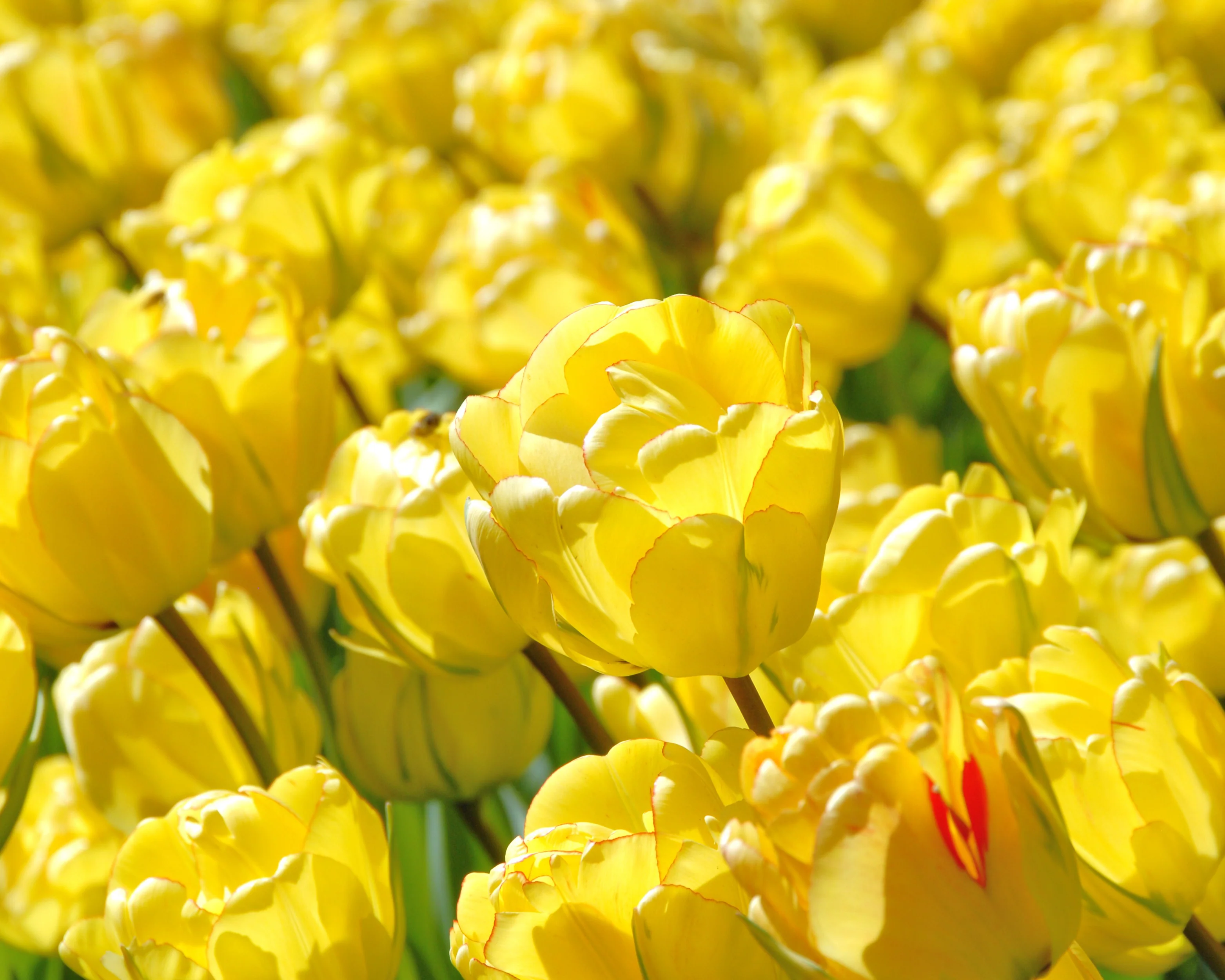 Tulip 'Akebono' - Image 15