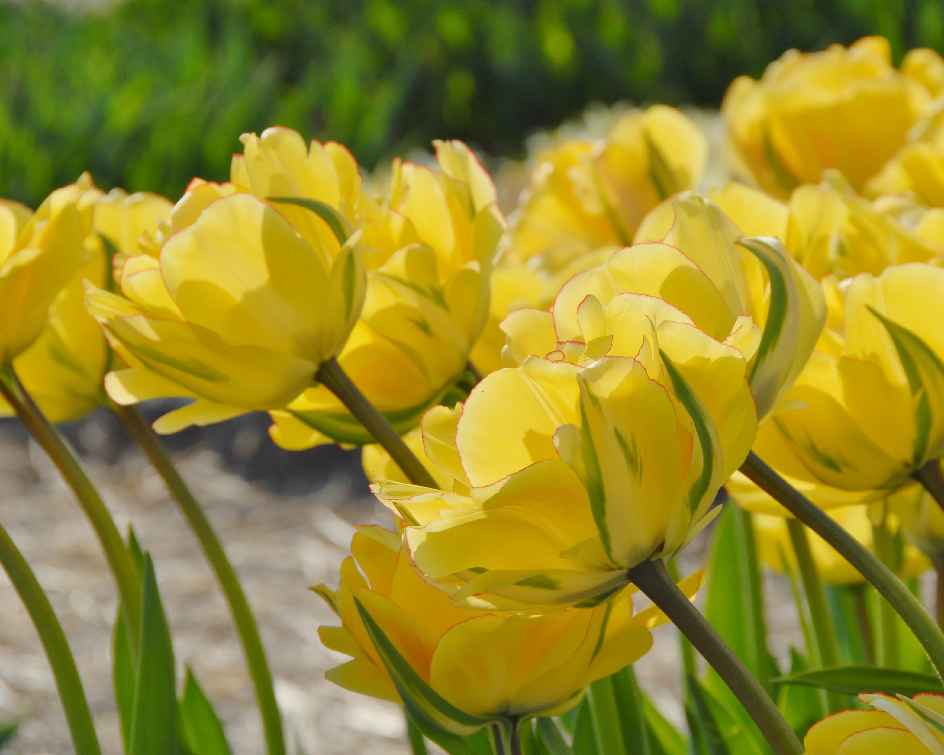 Tulip 'Akebono' - Image 16