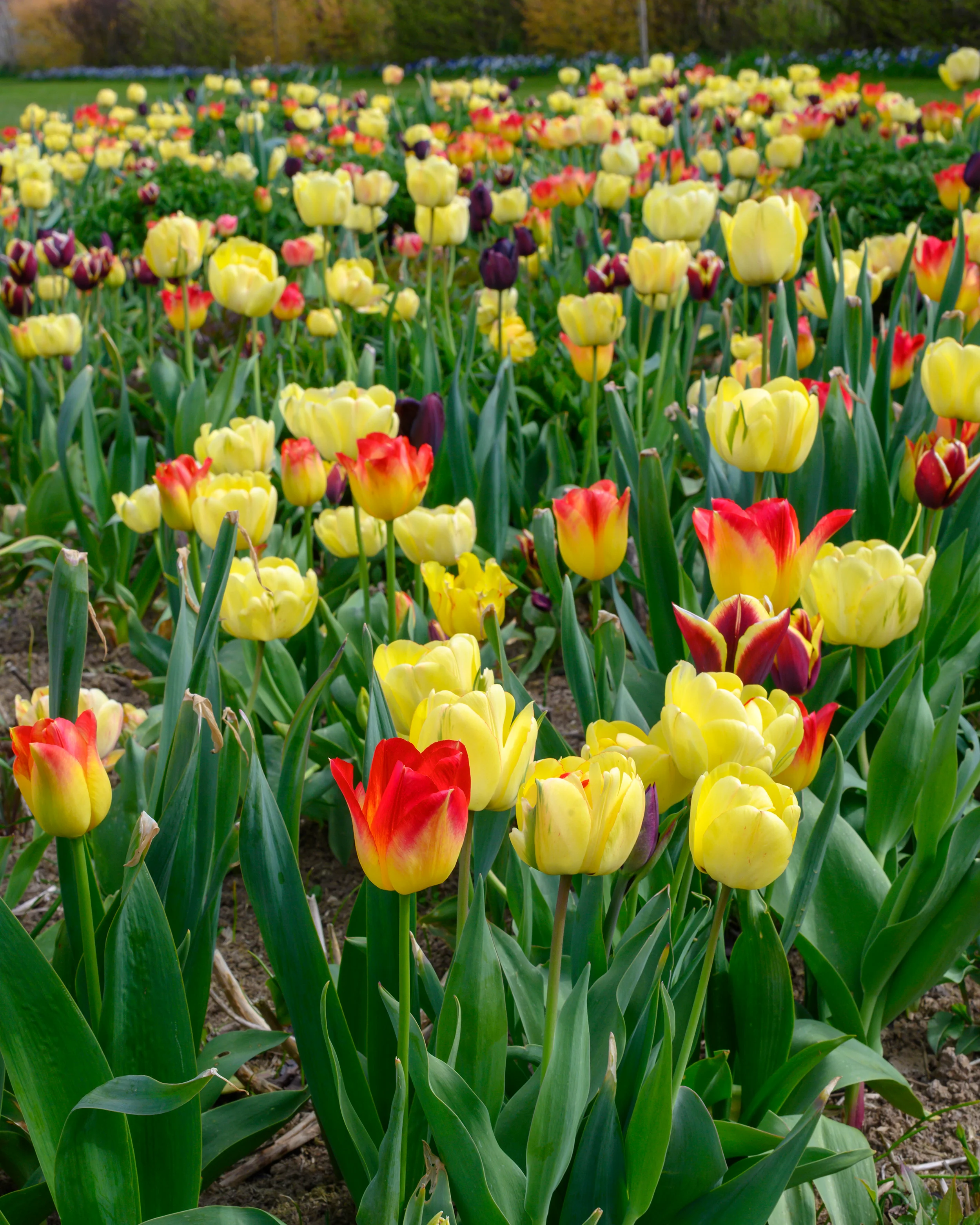 Tulip 'Akebono' - Image 18