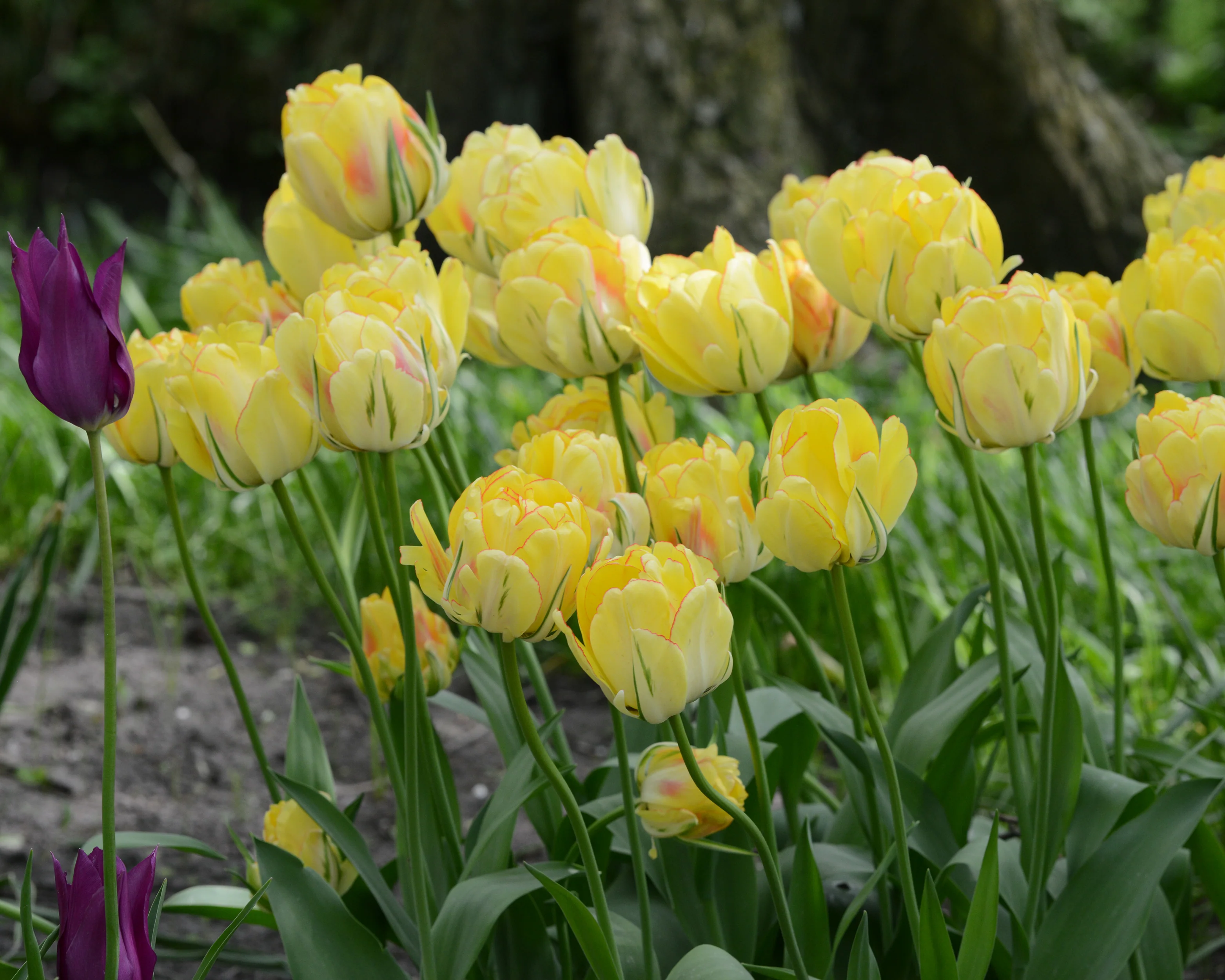 Tulip 'Akebono' - Image 19