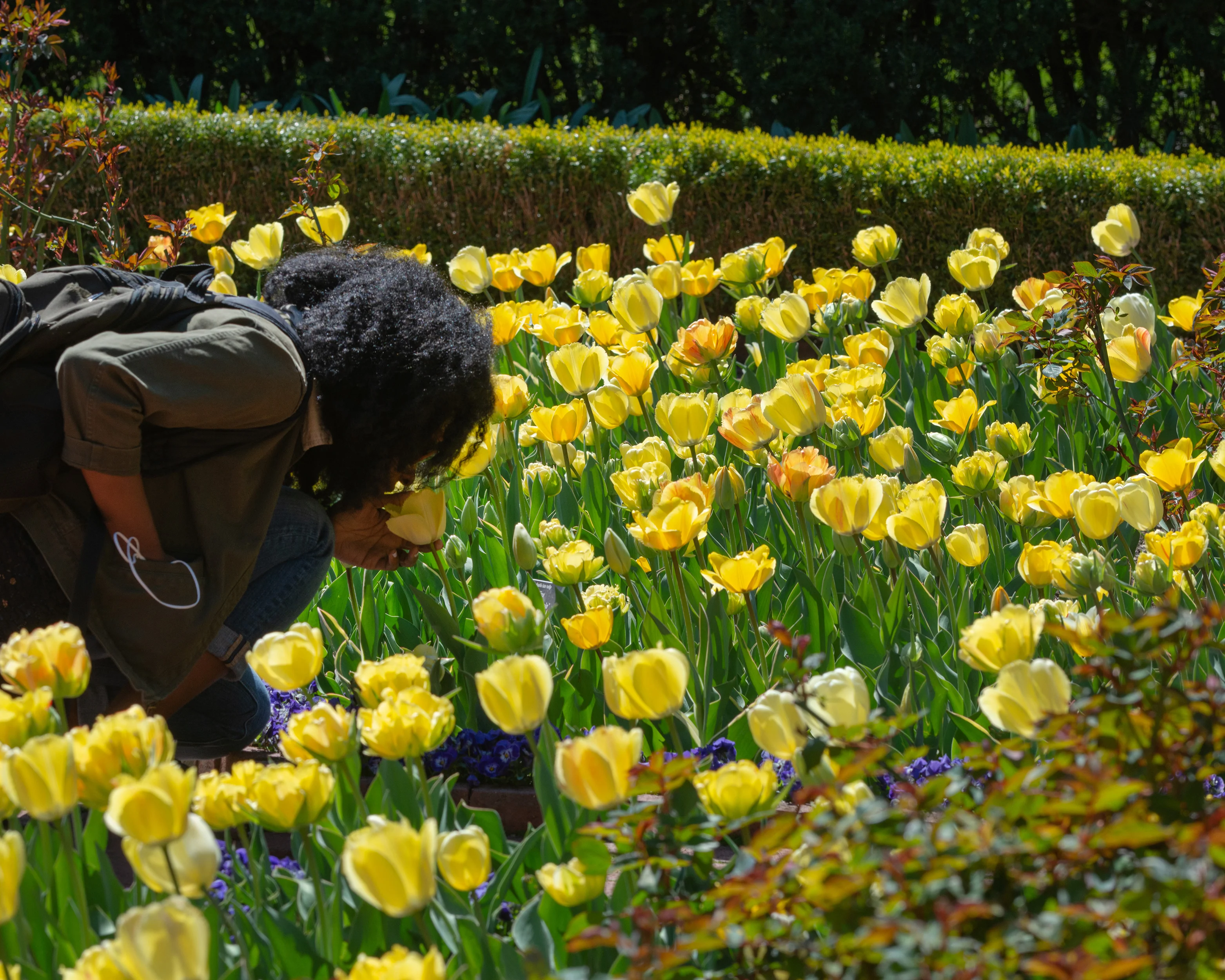 Tulip 'Akebono' - Image 3