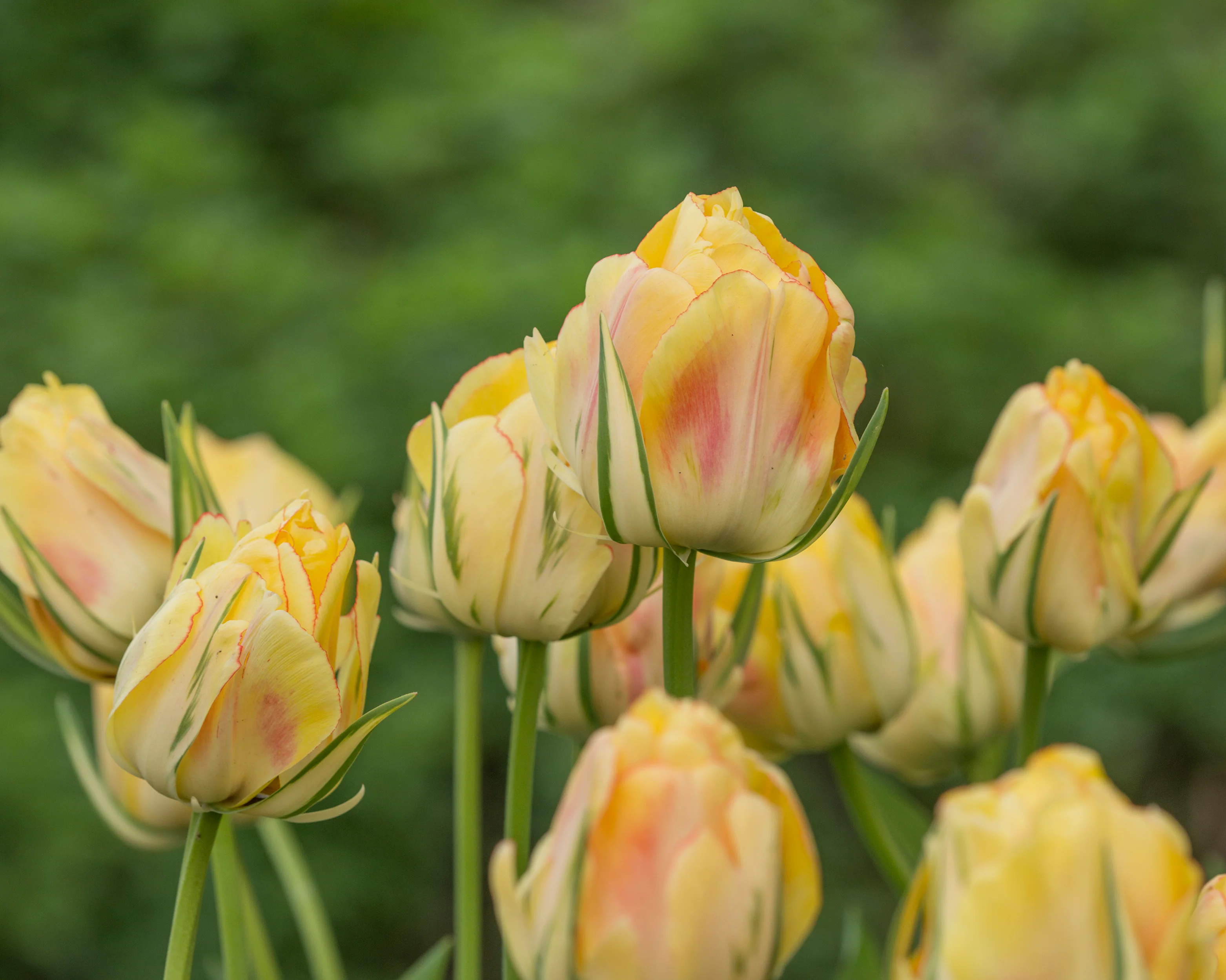 Tulip 'Akebono' - Image 5