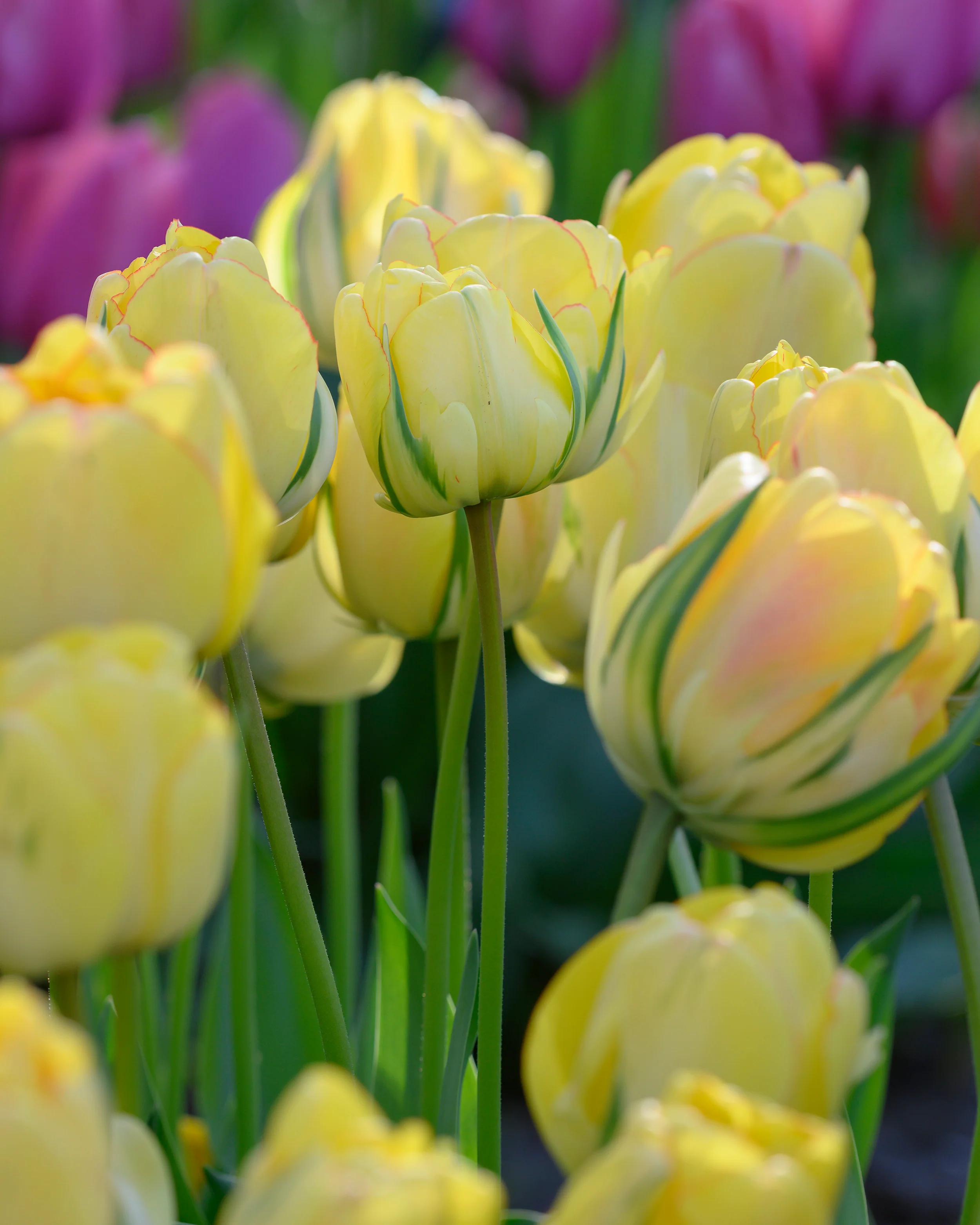 Tulip 'Akebono' - Image 7