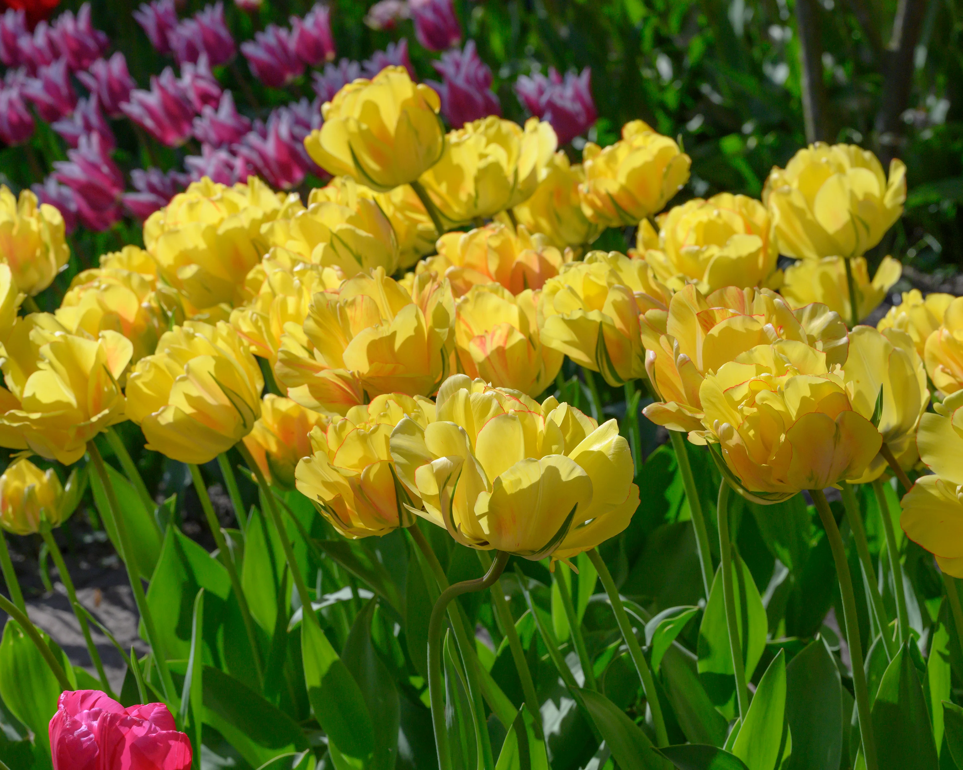 Tulip 'Akebono' - Image 8