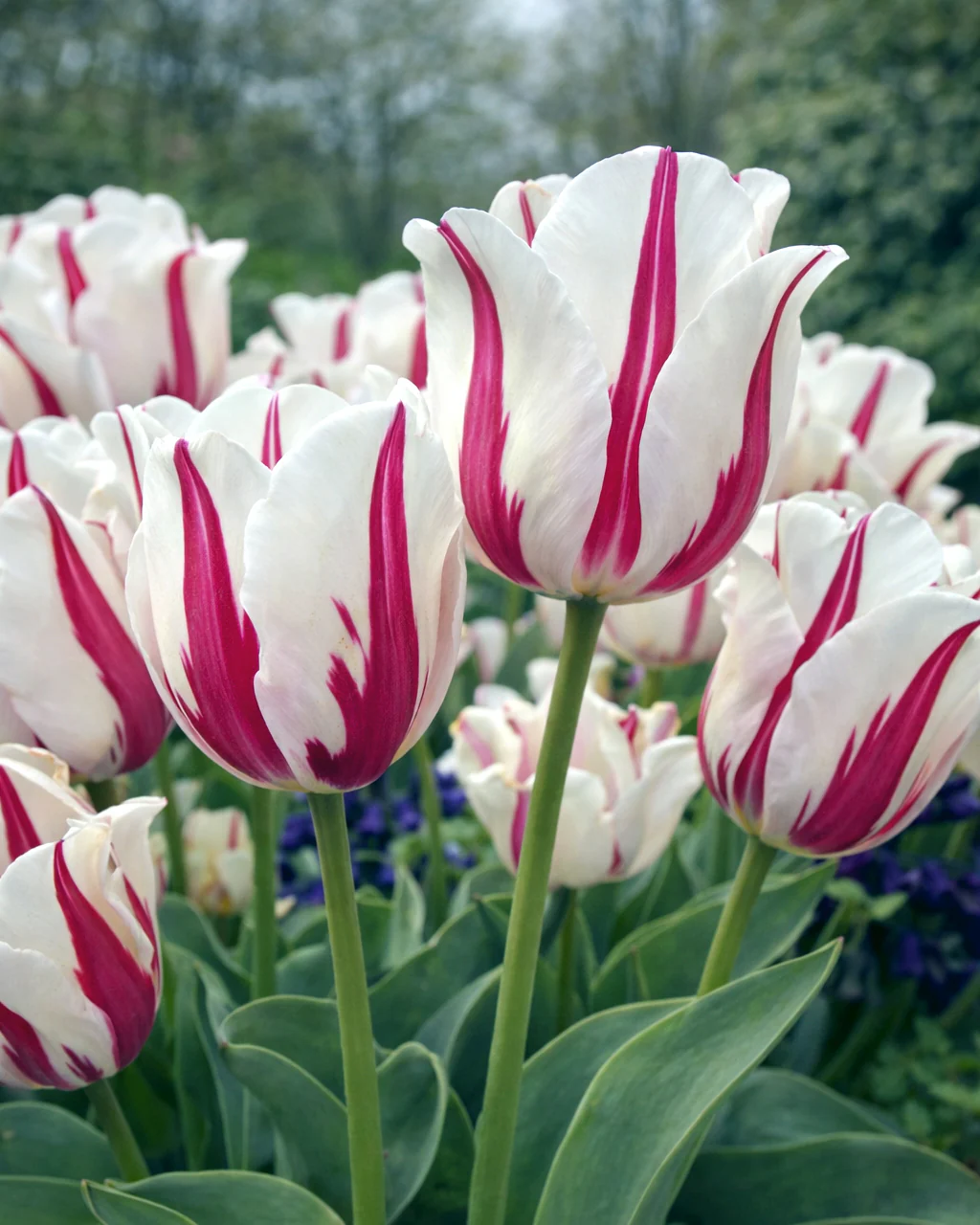 Tulip 'Alise'