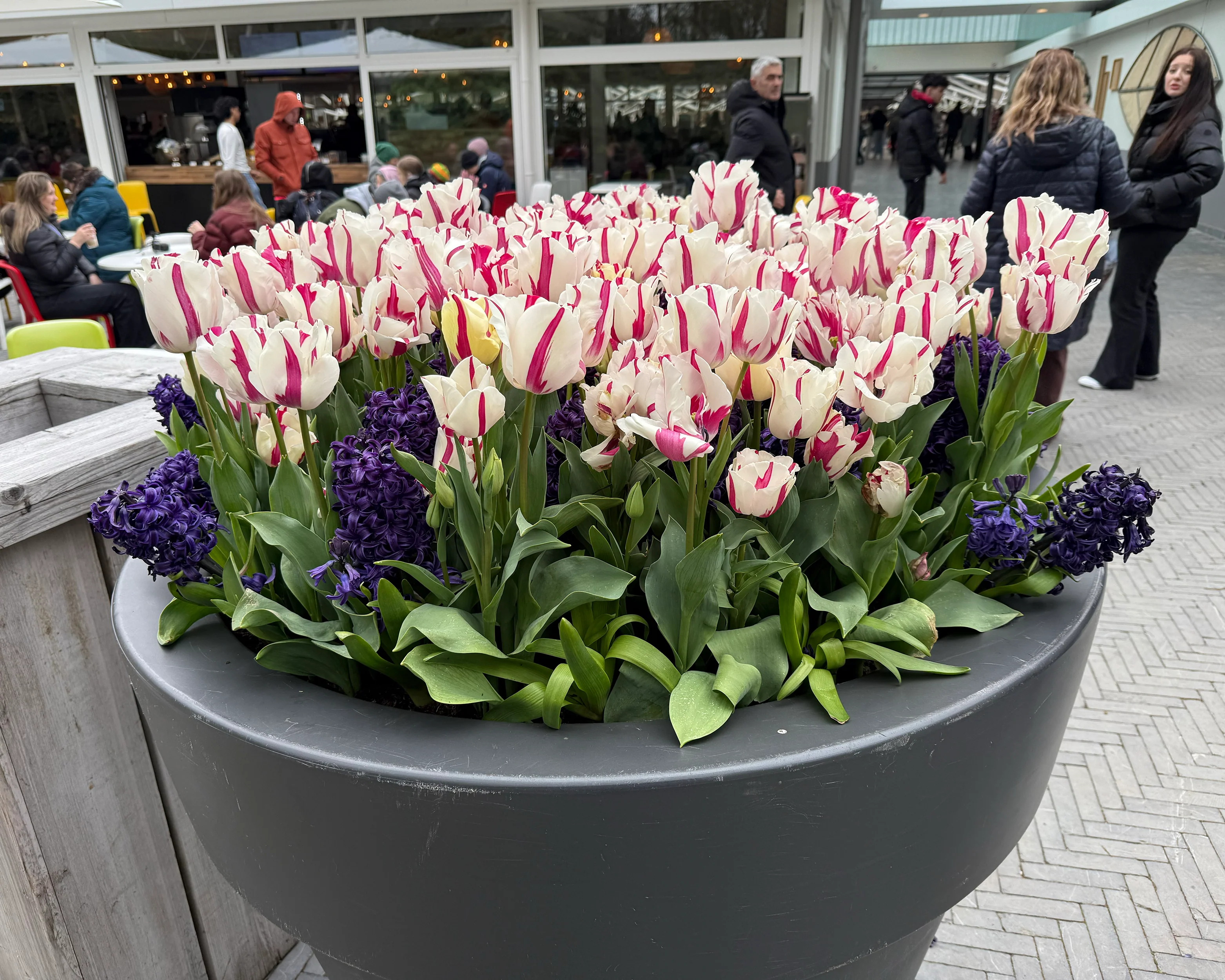 Tulip 'Alise' - Image 10