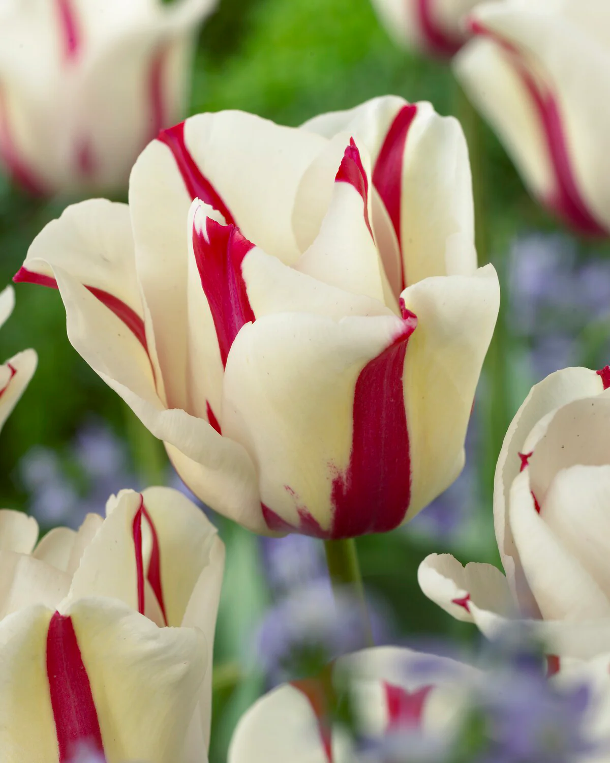 Tulip 'Alise' - Image 3