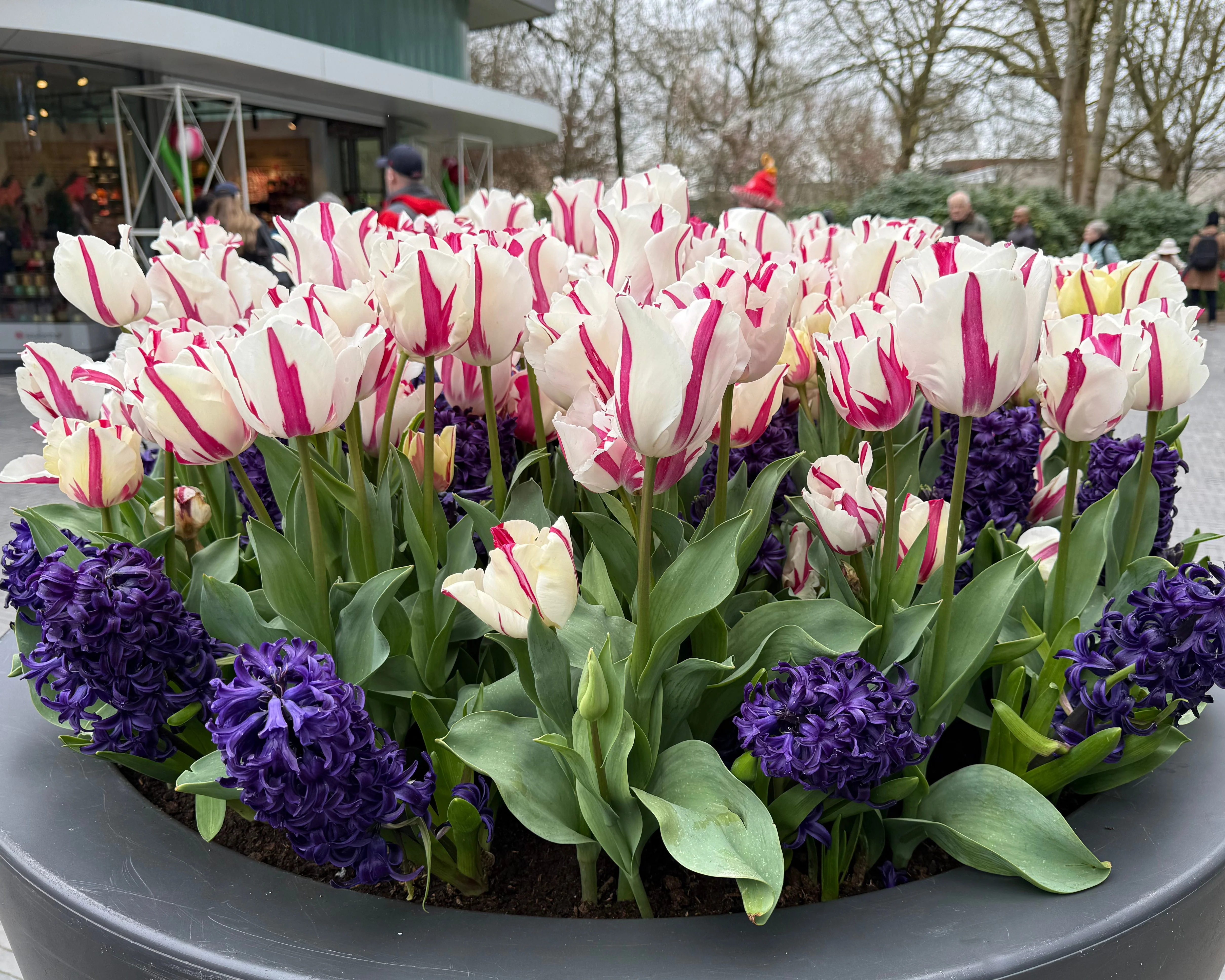 Tulip 'Alise' - Image 4