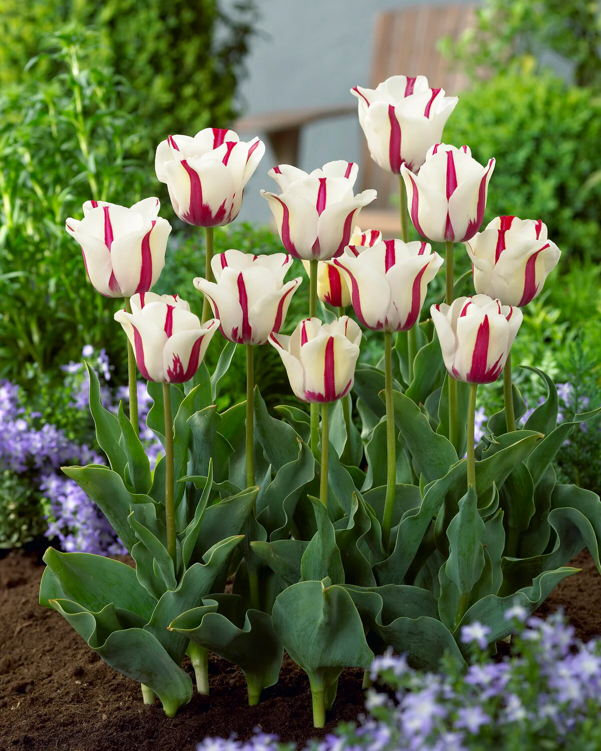 Tulip 'Alise' - Image 5