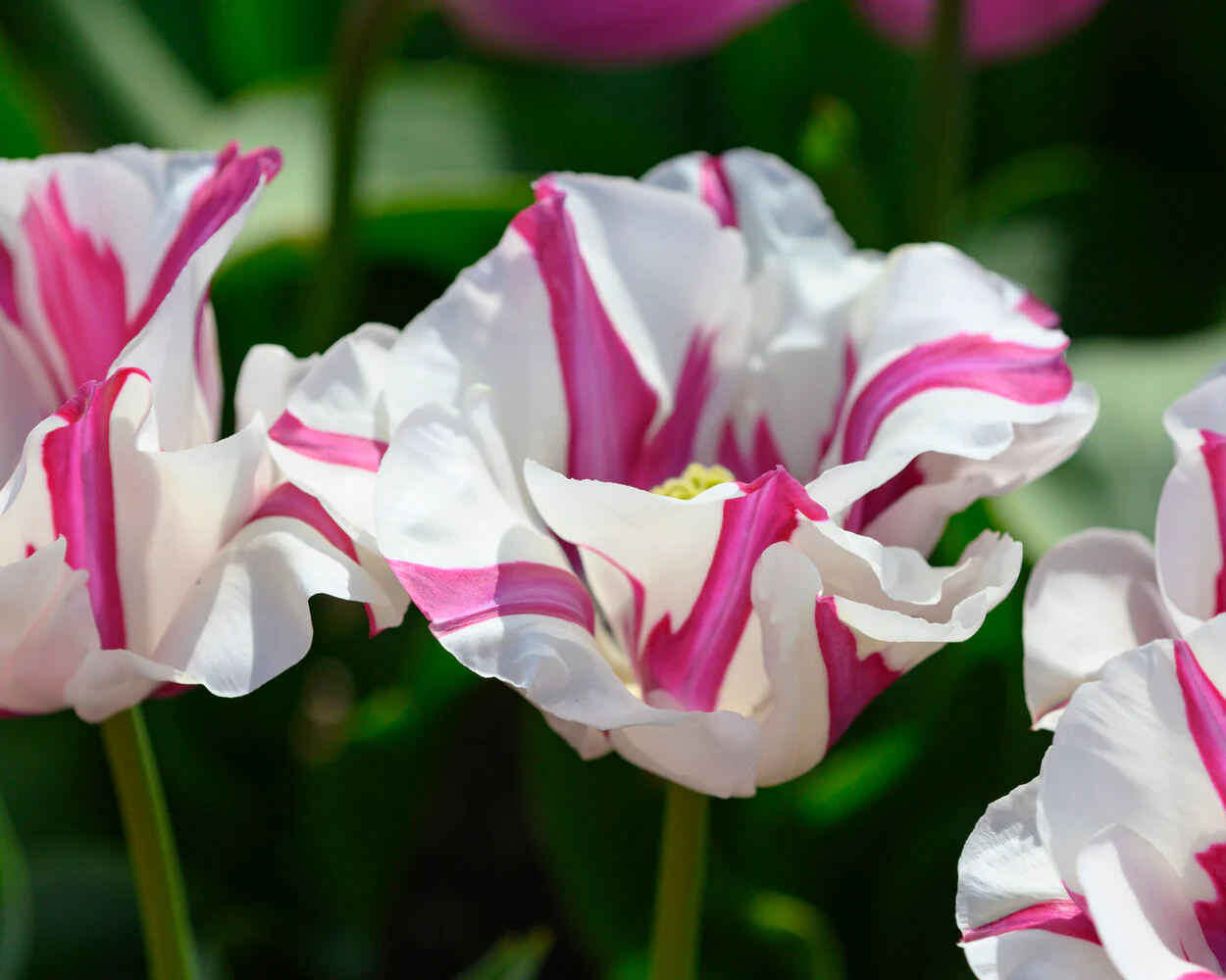 Tulip 'Alise' - Image 6
