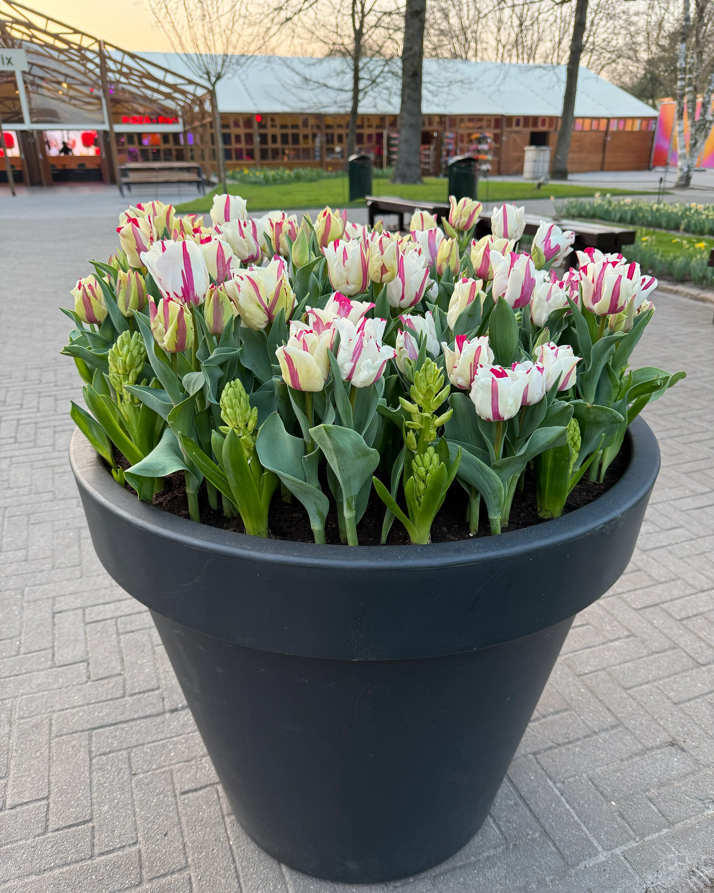 Tulip 'Alise' - Image 8