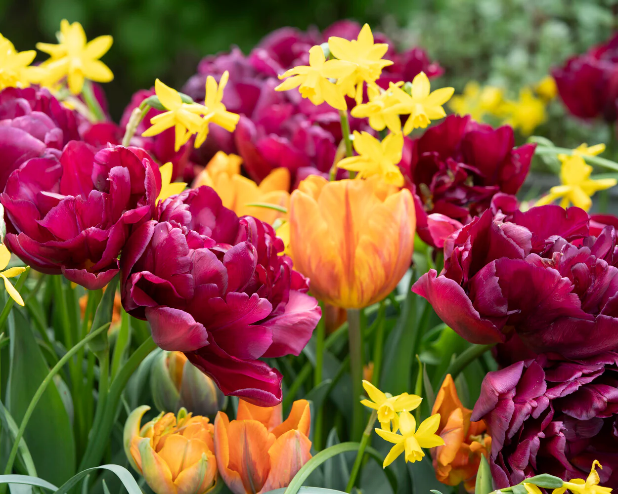 Tulip 'Alison Bradley' - Image 2