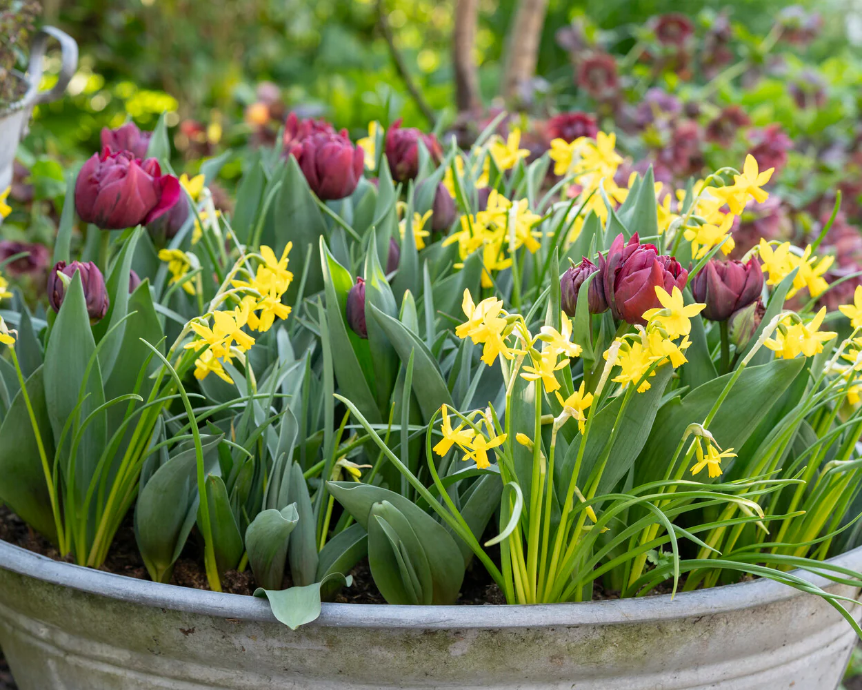 Tulip 'Alison Bradley' - Image 6