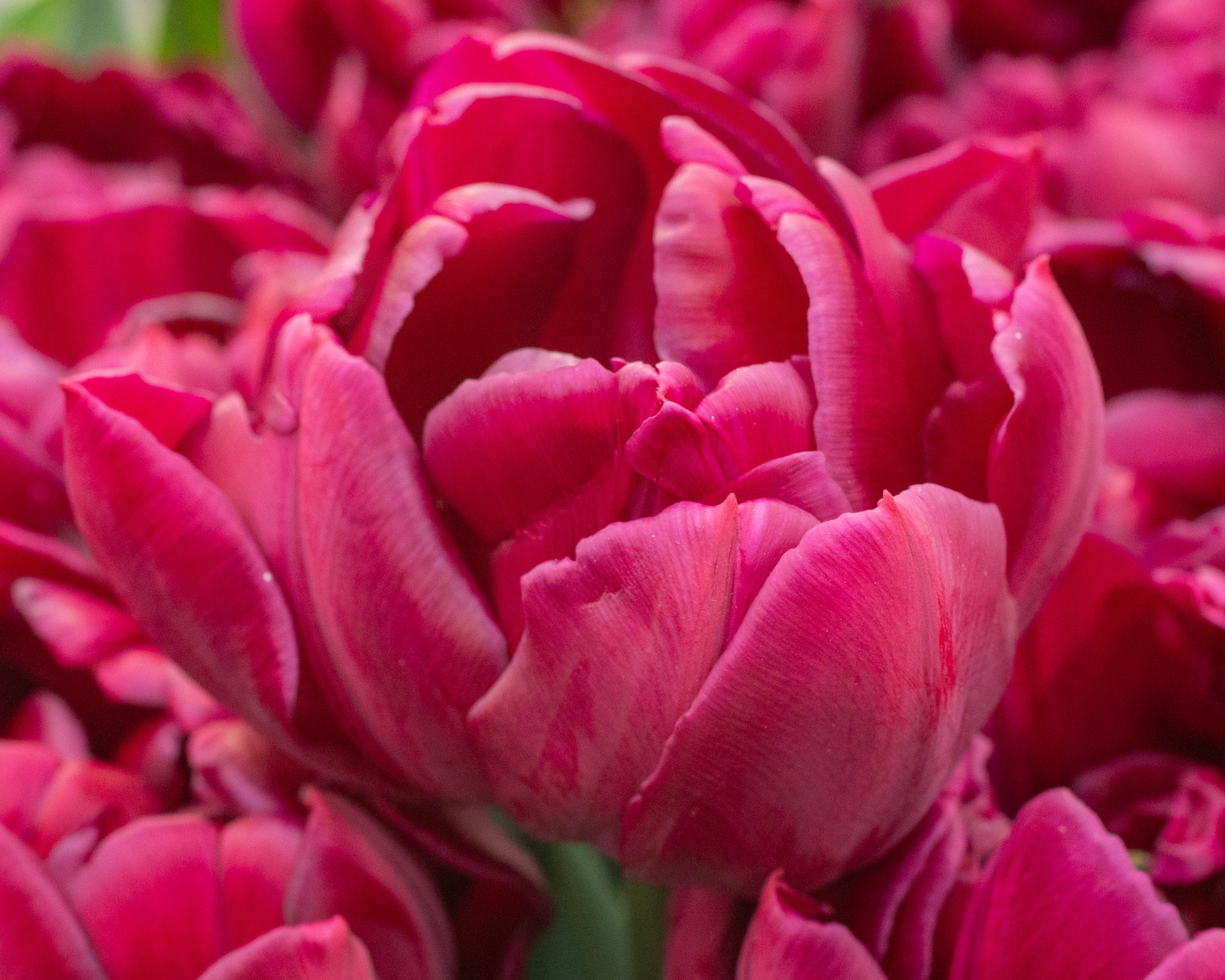 Tulip 'Alison Bradley' - Image 7