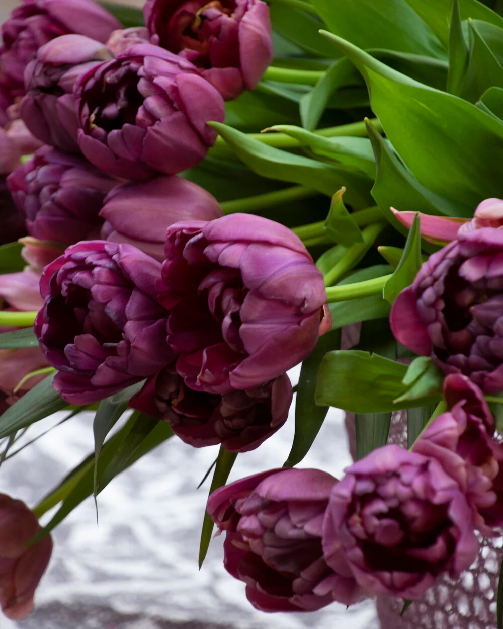 Tulip 'Alison Bradley' - Image 8