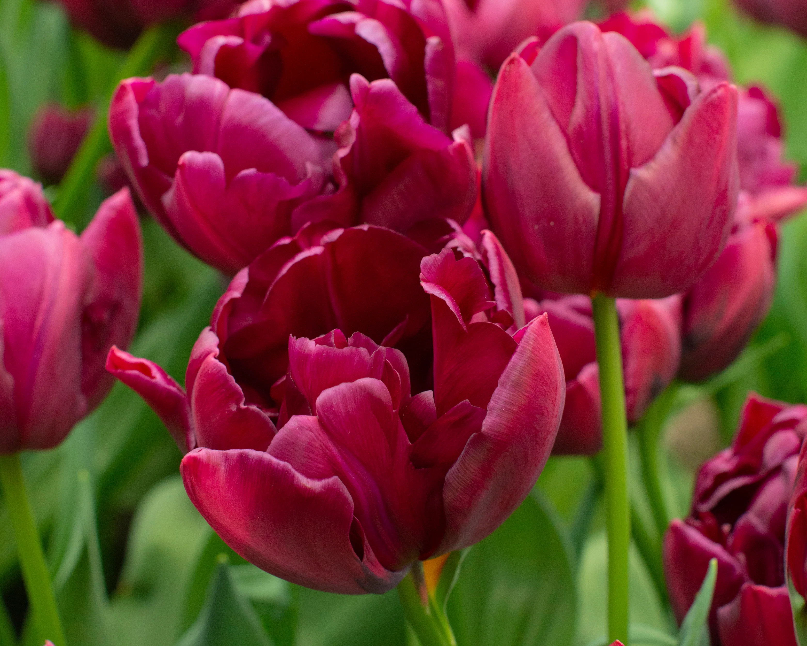 Tulip 'Alison Bradley' - Image 9