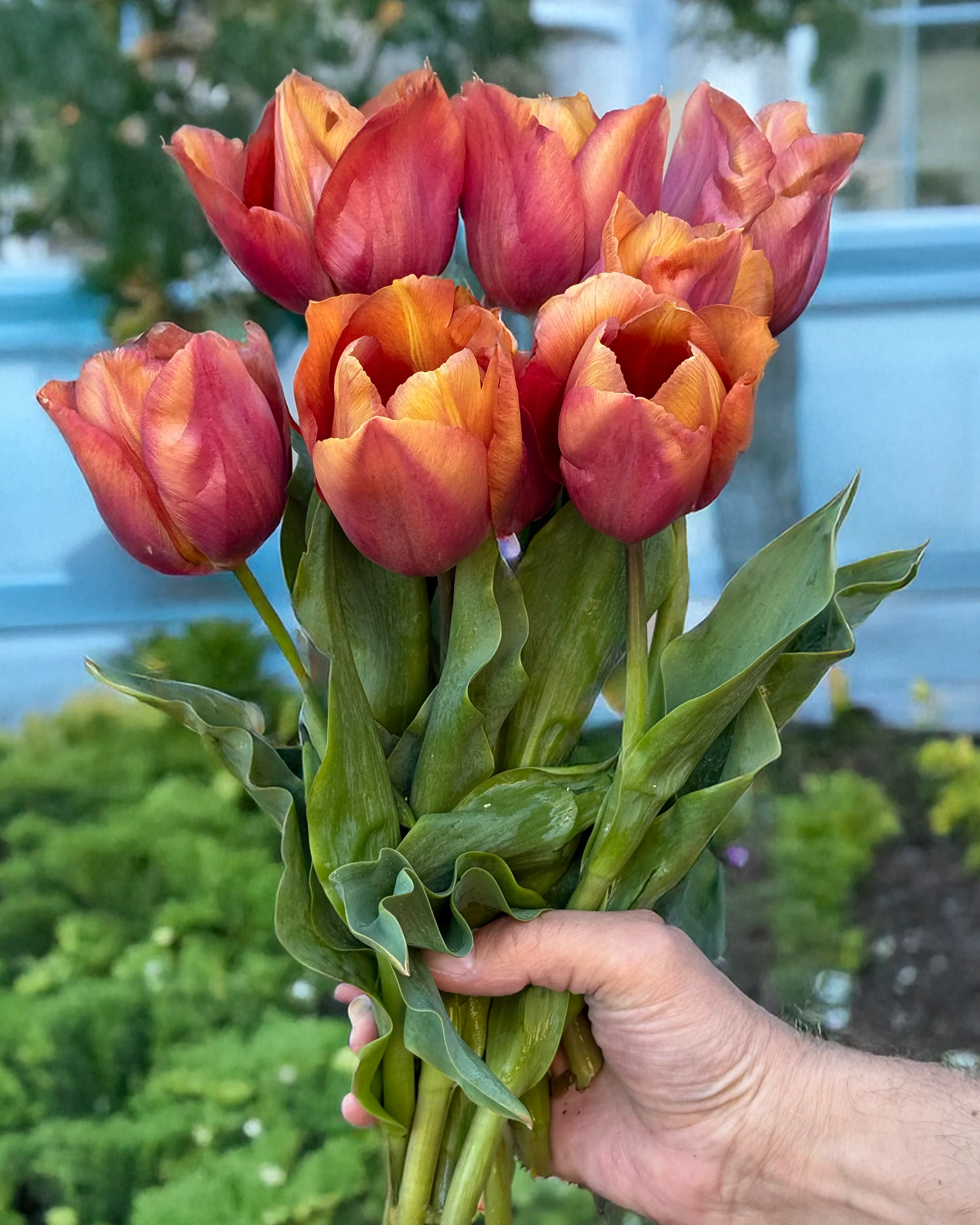 Tulip 'Amaru' - Image 2