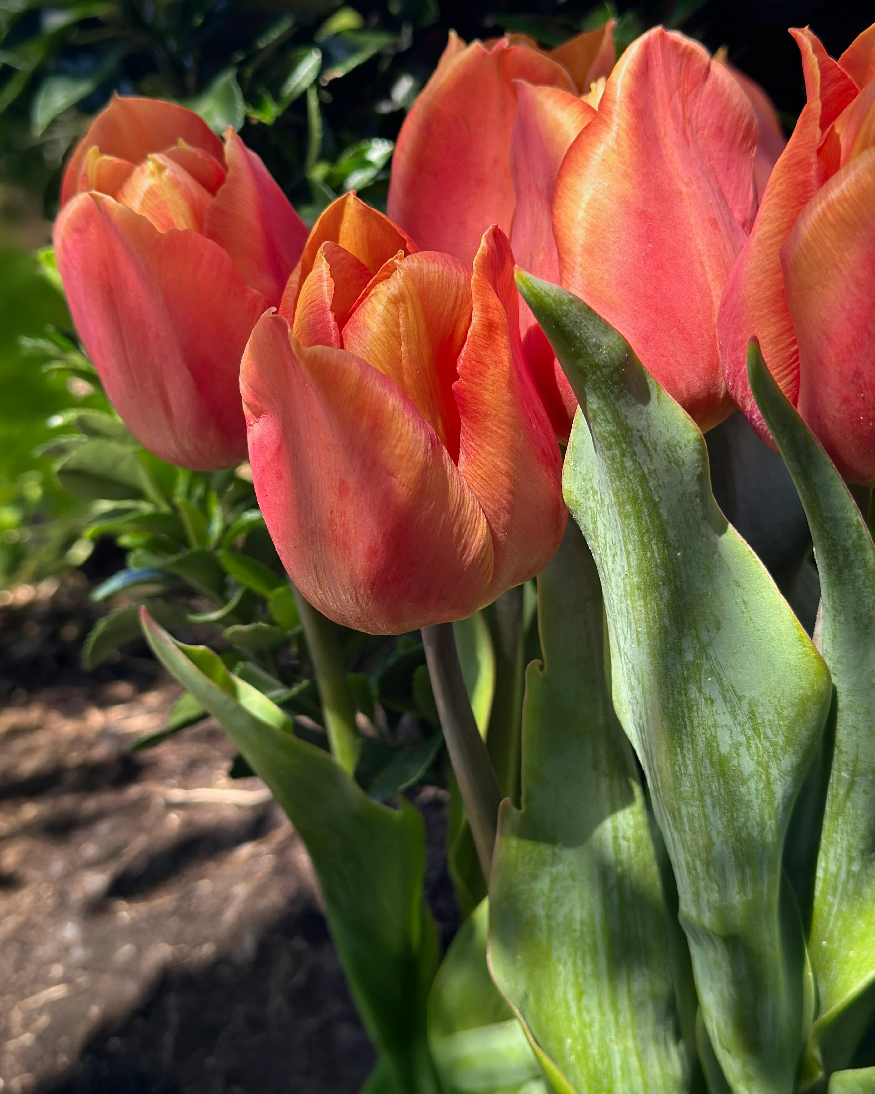 Tulip 'Amaru' - Image 6