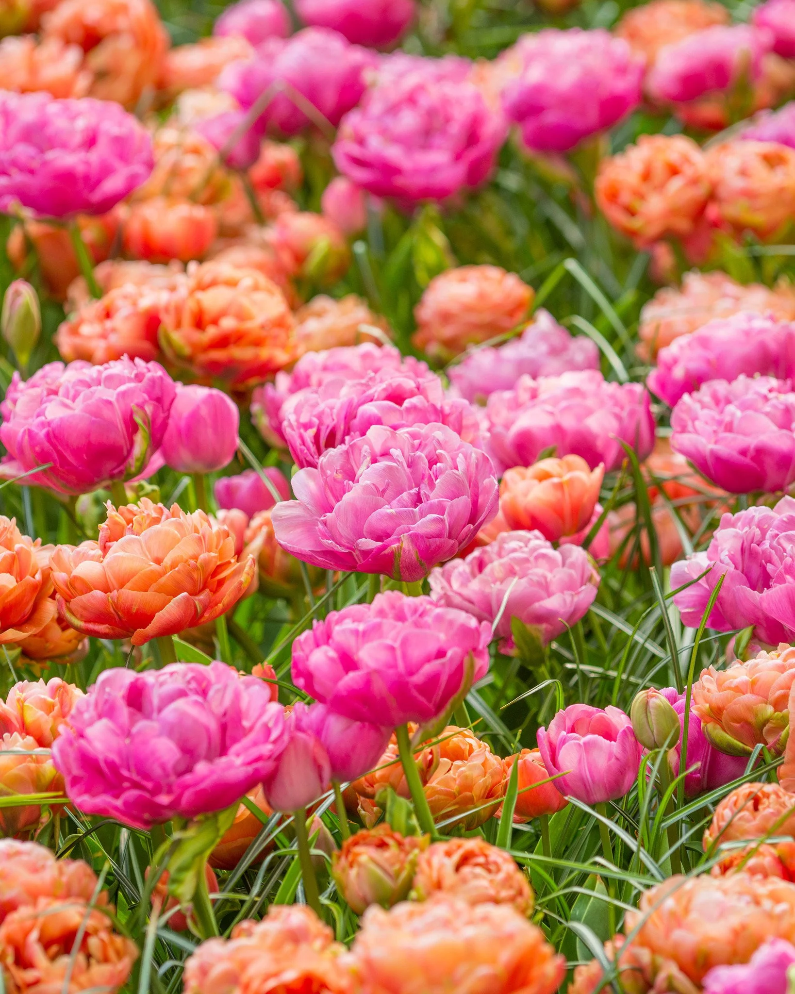 Tulip 'Amazing Grace' - Image 3