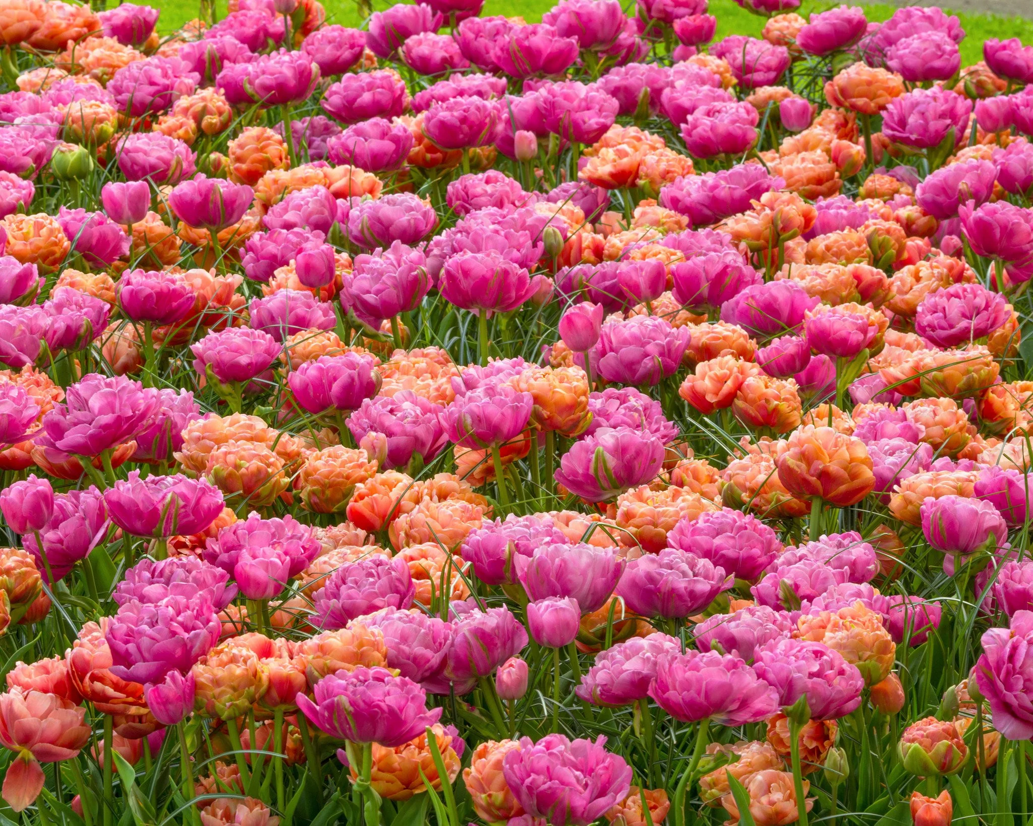 Tulip 'Amazing Grace' - Image 5