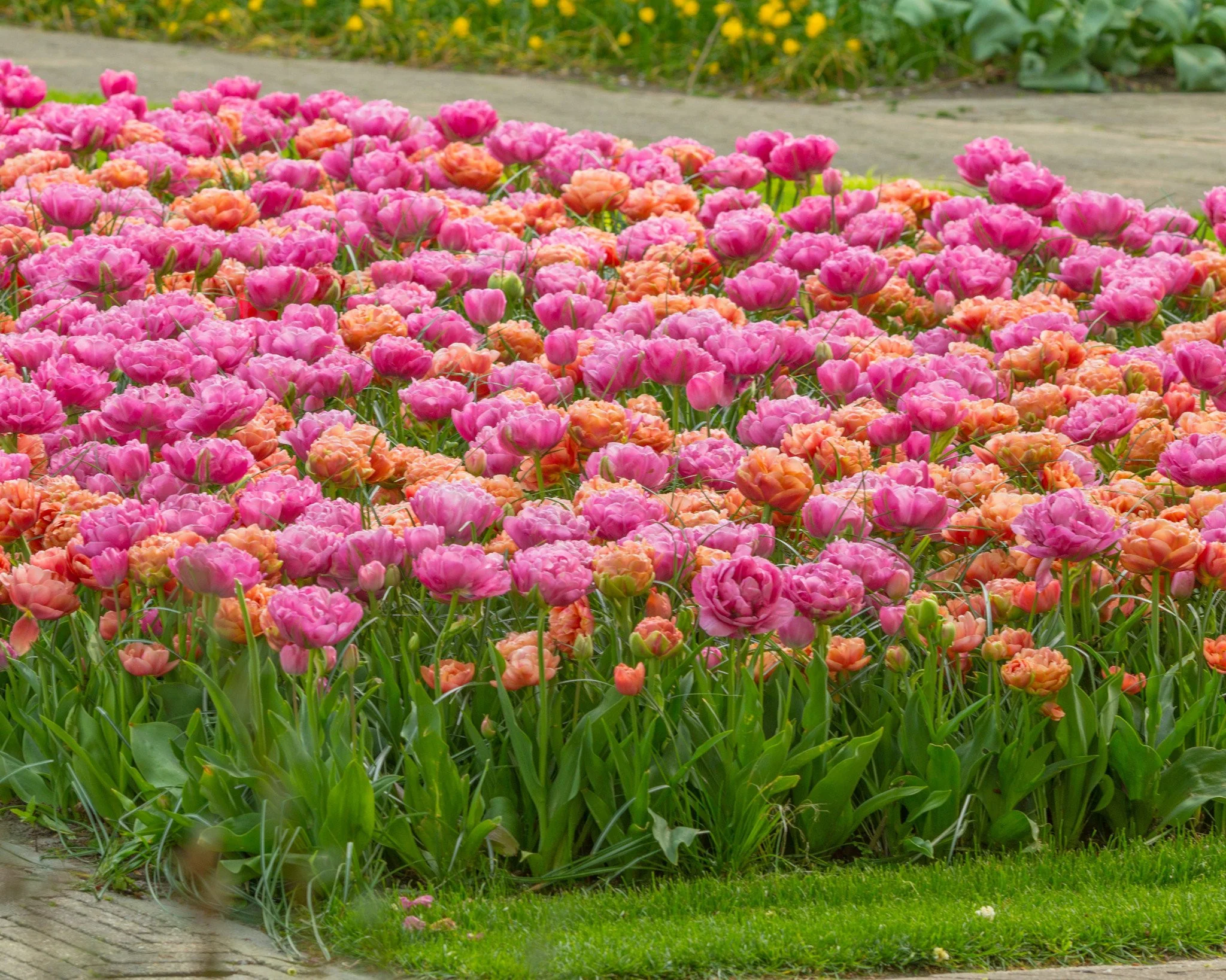 Tulip 'Amazing Grace' - Image 6