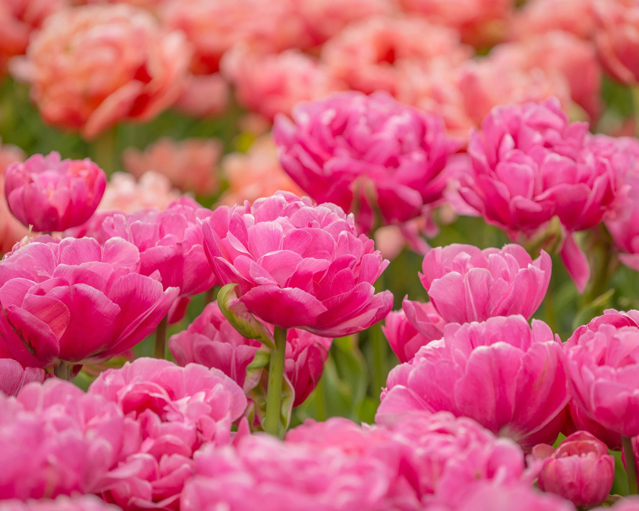 Tulip 'Amazing Grace' - Image 7