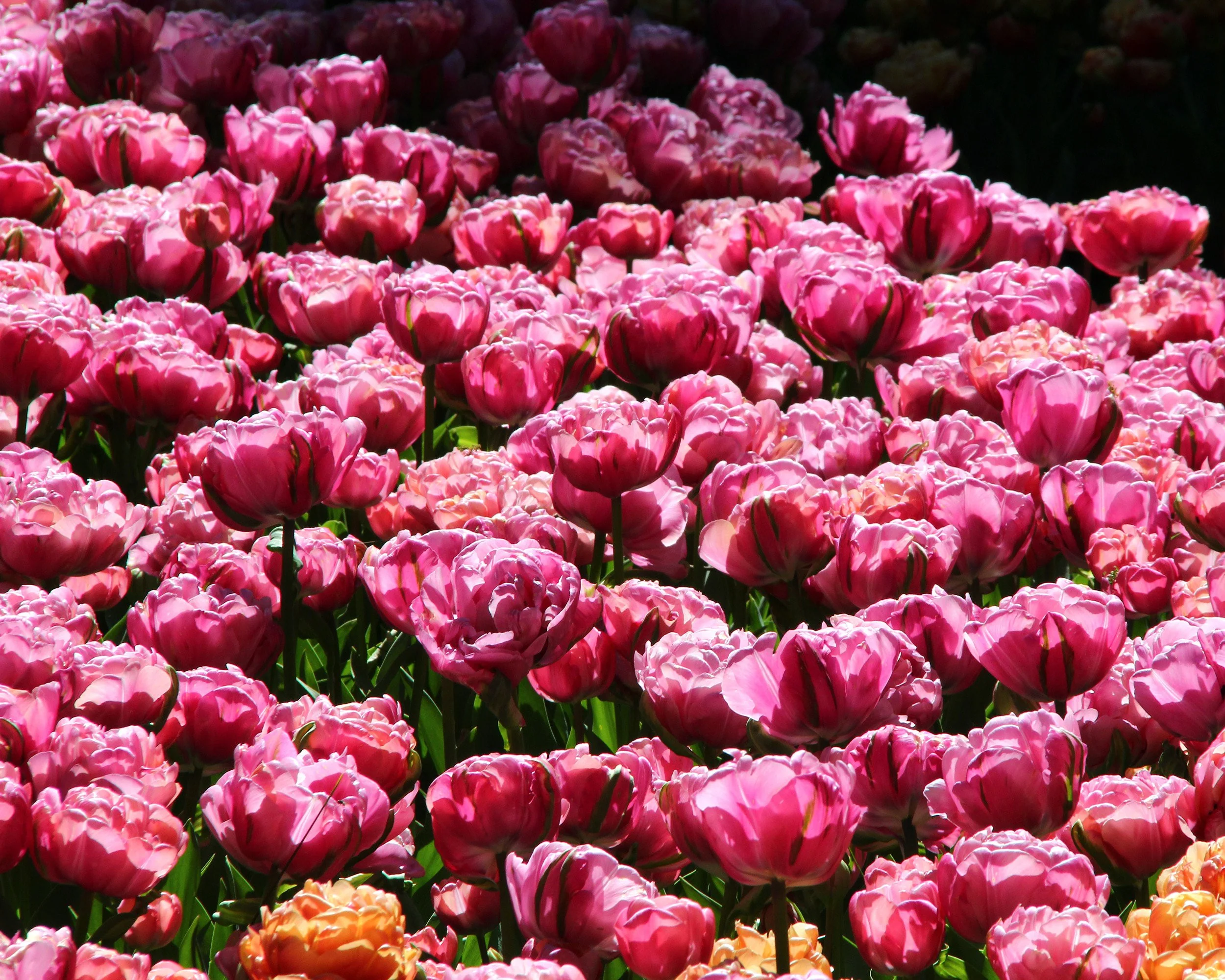 Tulip 'Amazing Grace' - Image 8