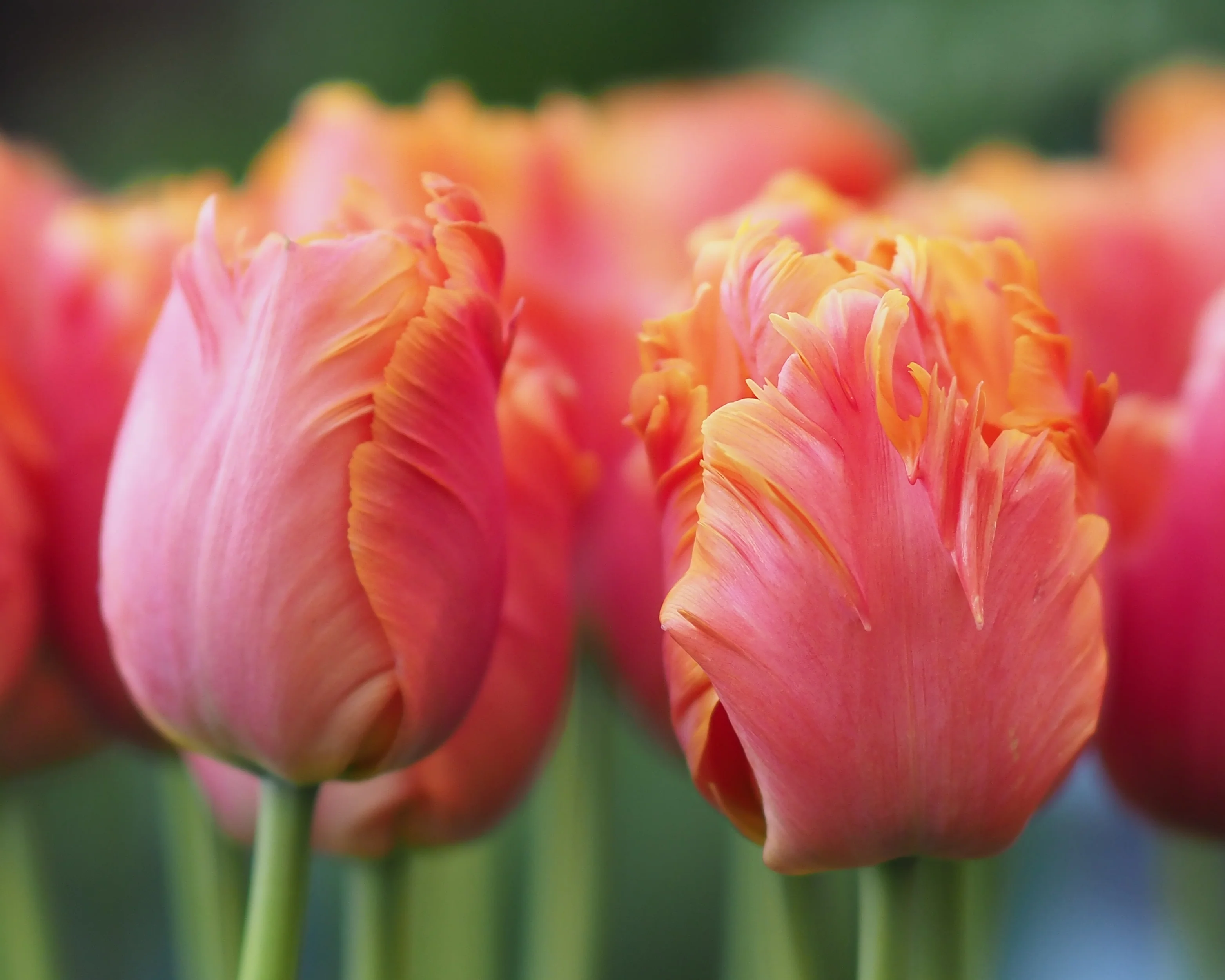 Tulip 'Amazing Parrot' - Image 11