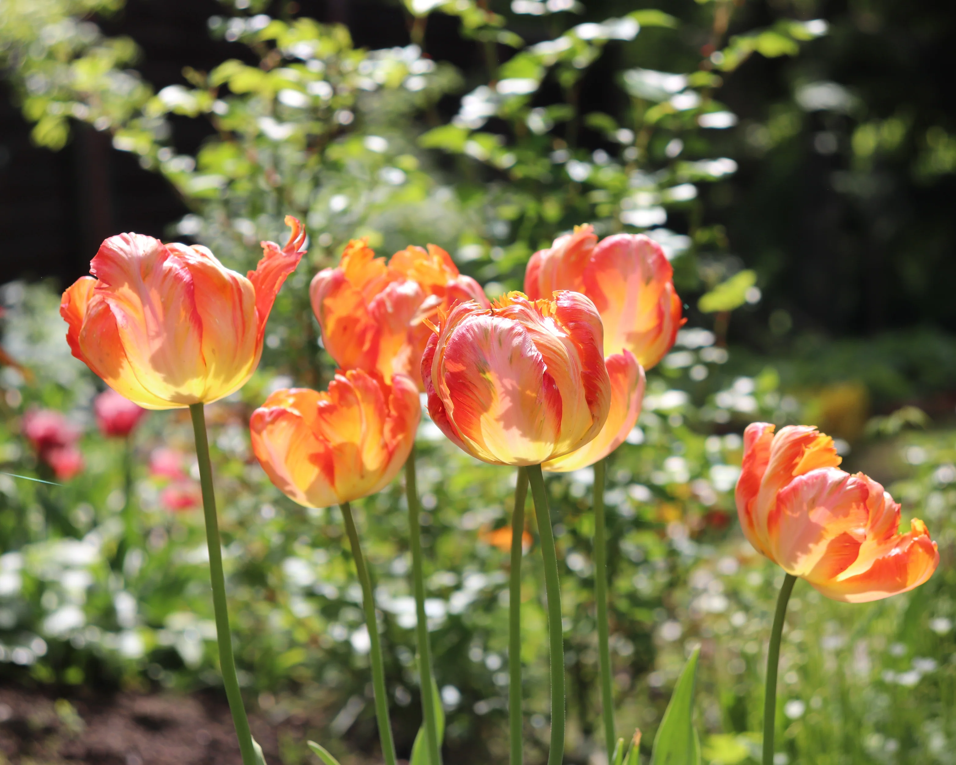 Tulip 'Amazing Parrot' - Image 12